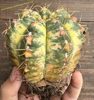 Gymnocalycium horstii f. variegata- ÚNICO - RARE