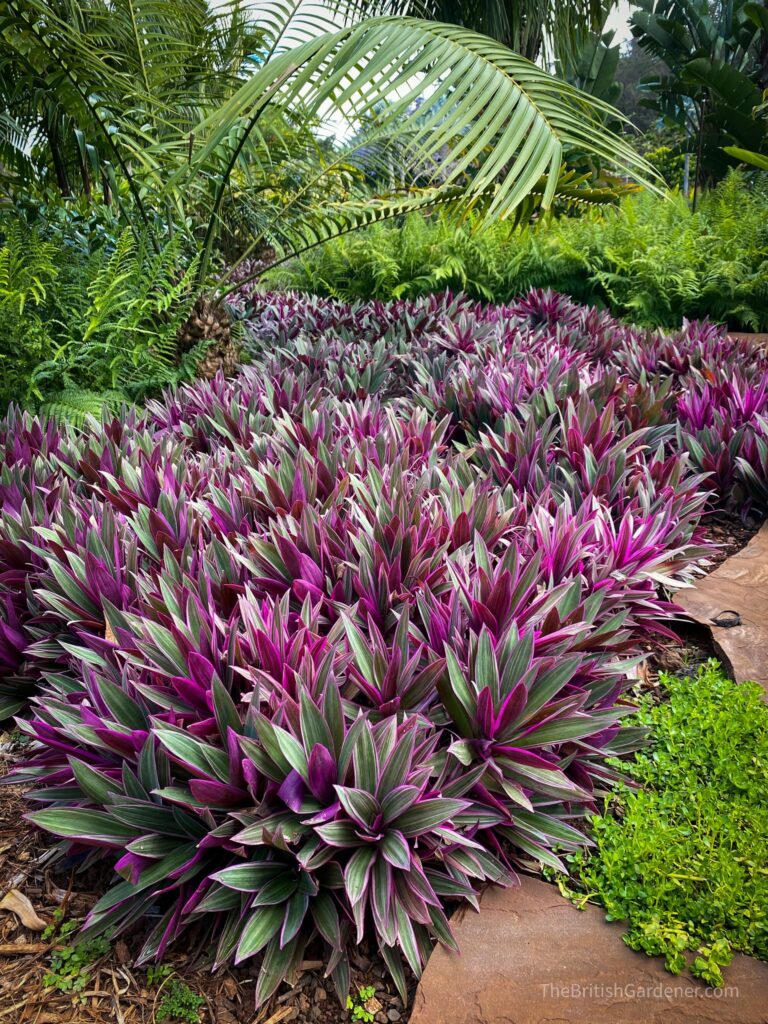 Tradescantia spathacea "Tricolor" - ("Moises no berço")