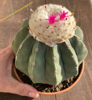 Kaktus Melocactus maxini