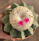 Kaktus Melocactus maxini