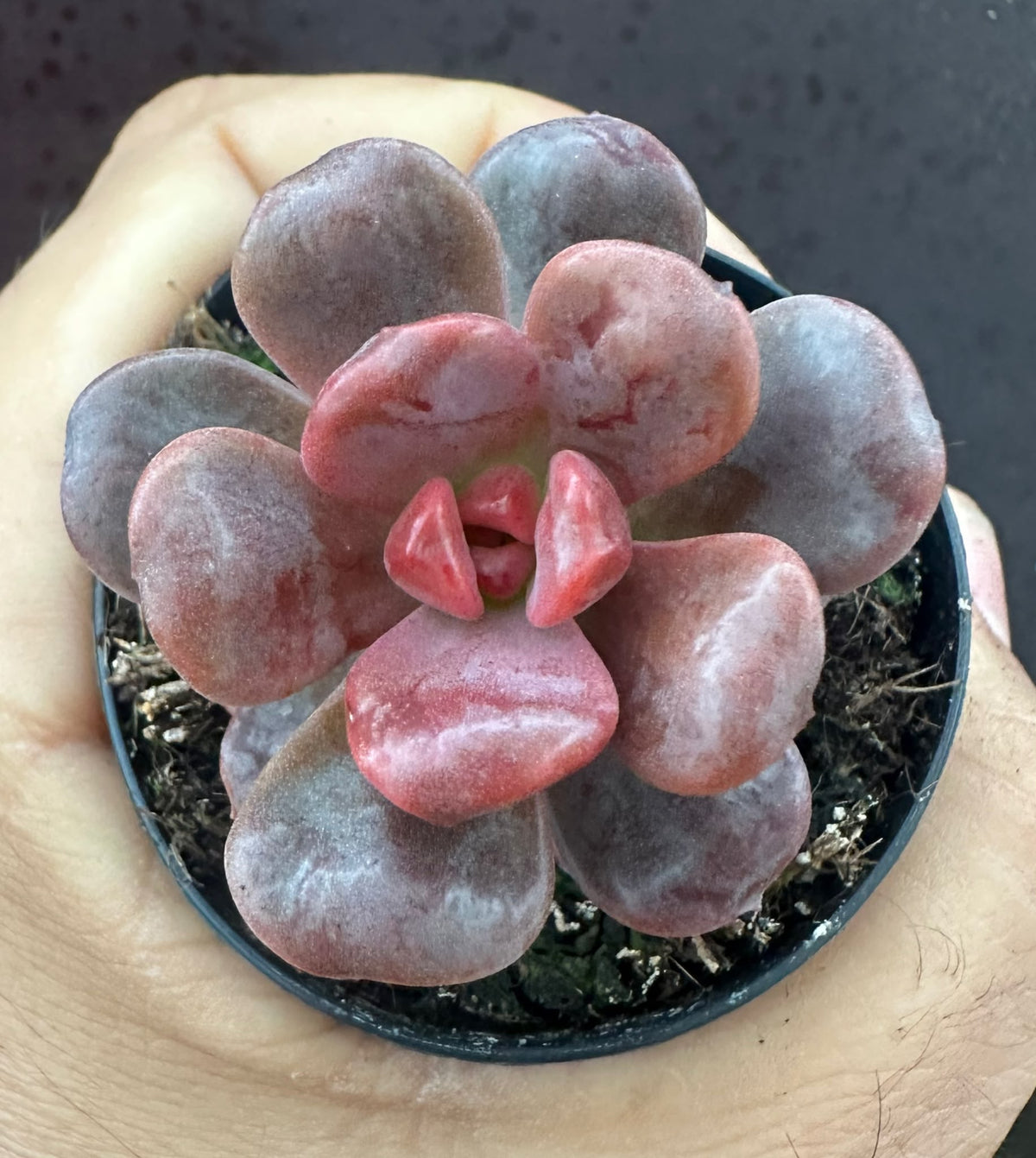 Graptosedum Adria Bubbaloo