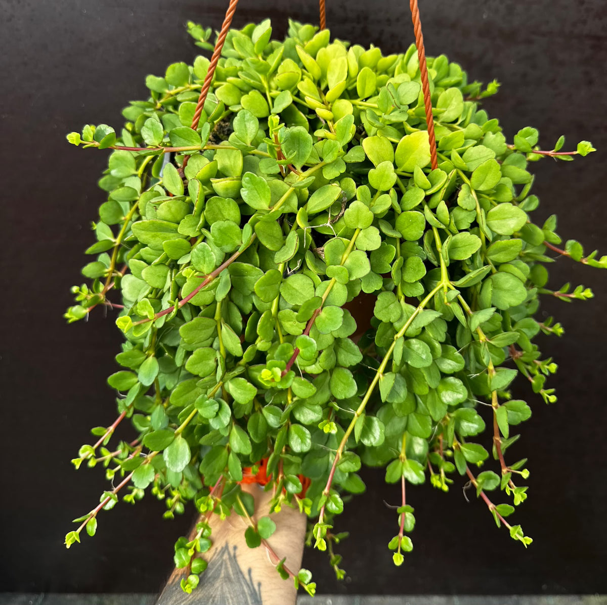 Kalanchoe uniflora - (Coral Bells)
