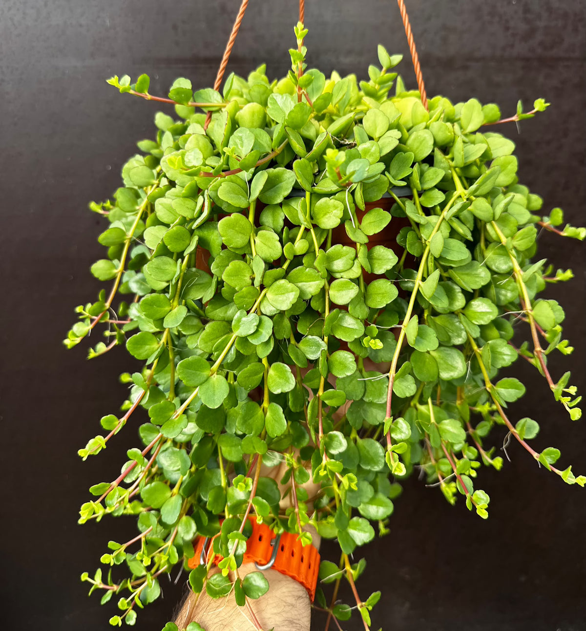 Kalanchoe uniflora - (Coral Bells)