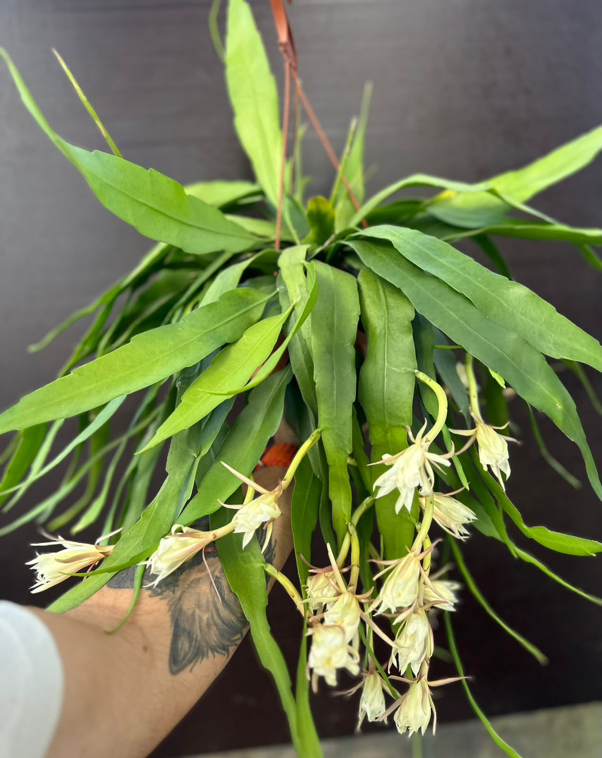 Epiphyllum Branco extra ramificado em caso de suspensão