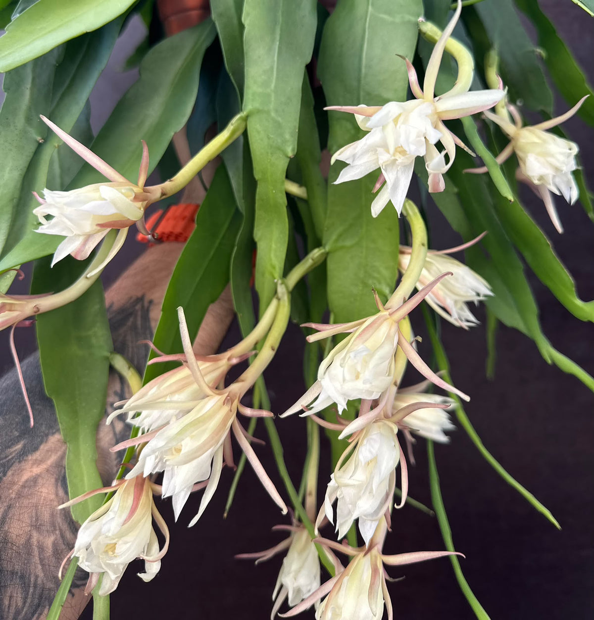 Epiphyllum Branco extra ramificado em caso de suspensão