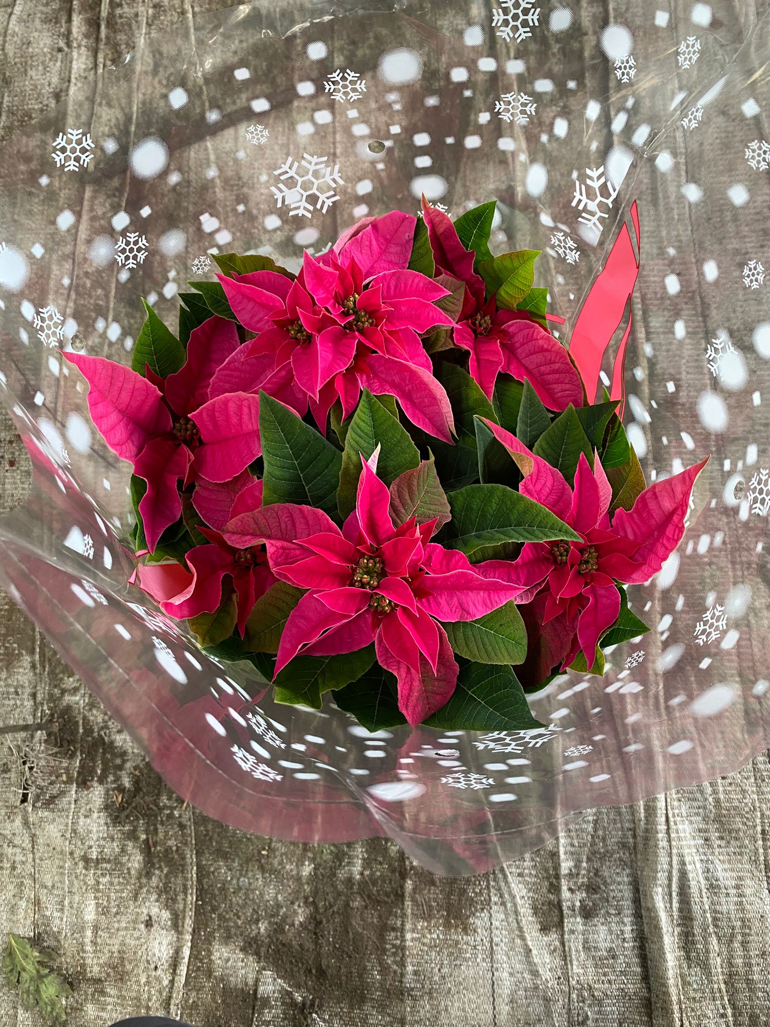 Estrela de Natal Rosa - Euphorbia pulcherrima