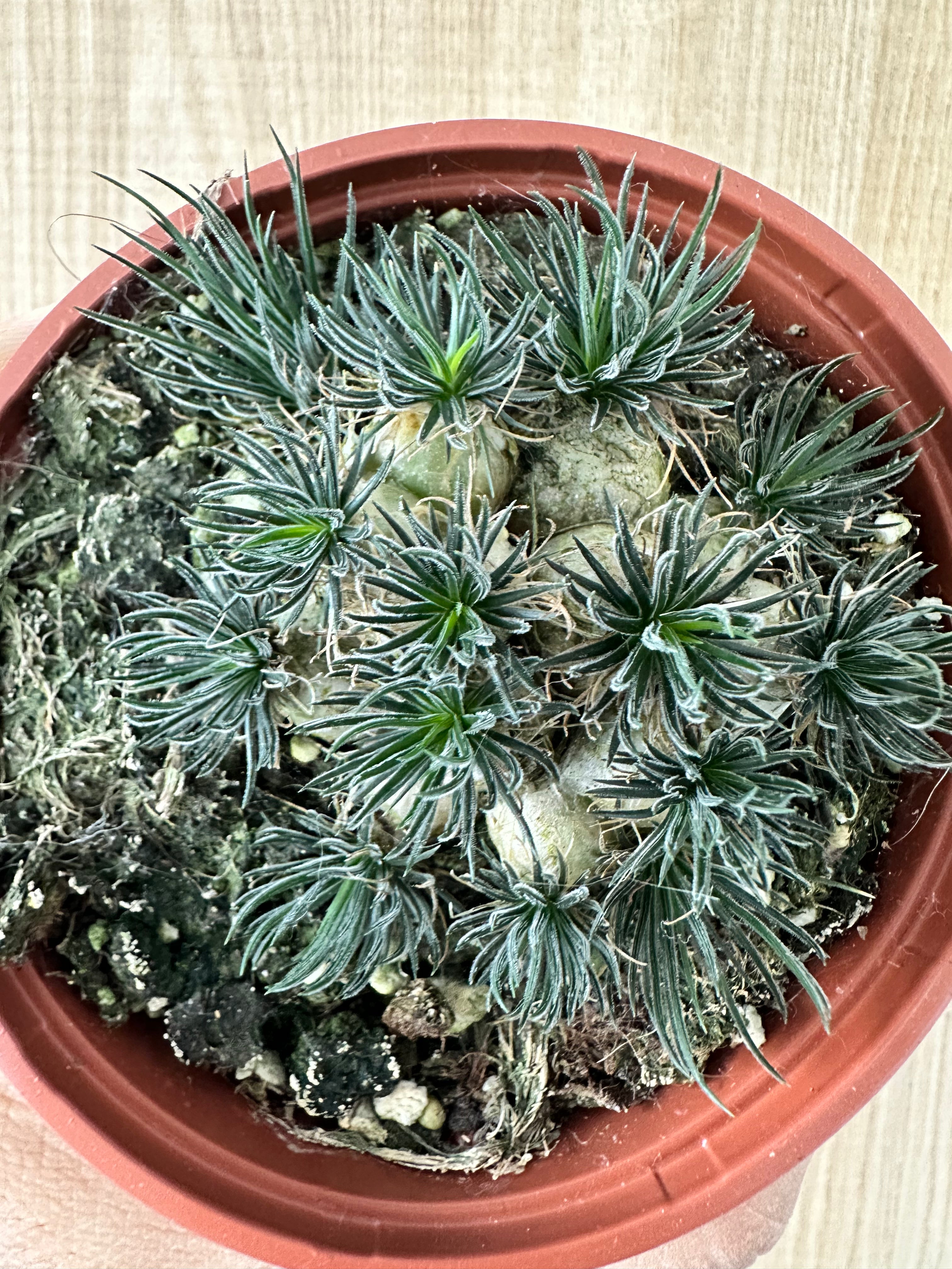 Ornithogalum sardienii