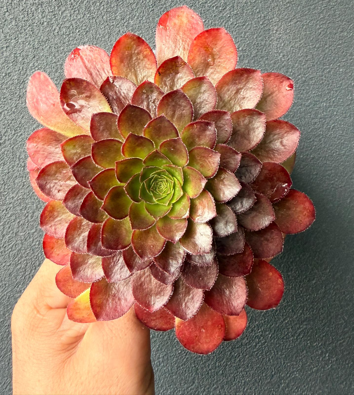 Semponium “Sienna”