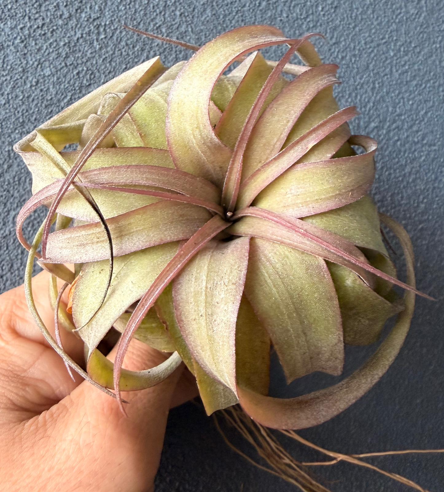 Tillandsia Eric Knobloch