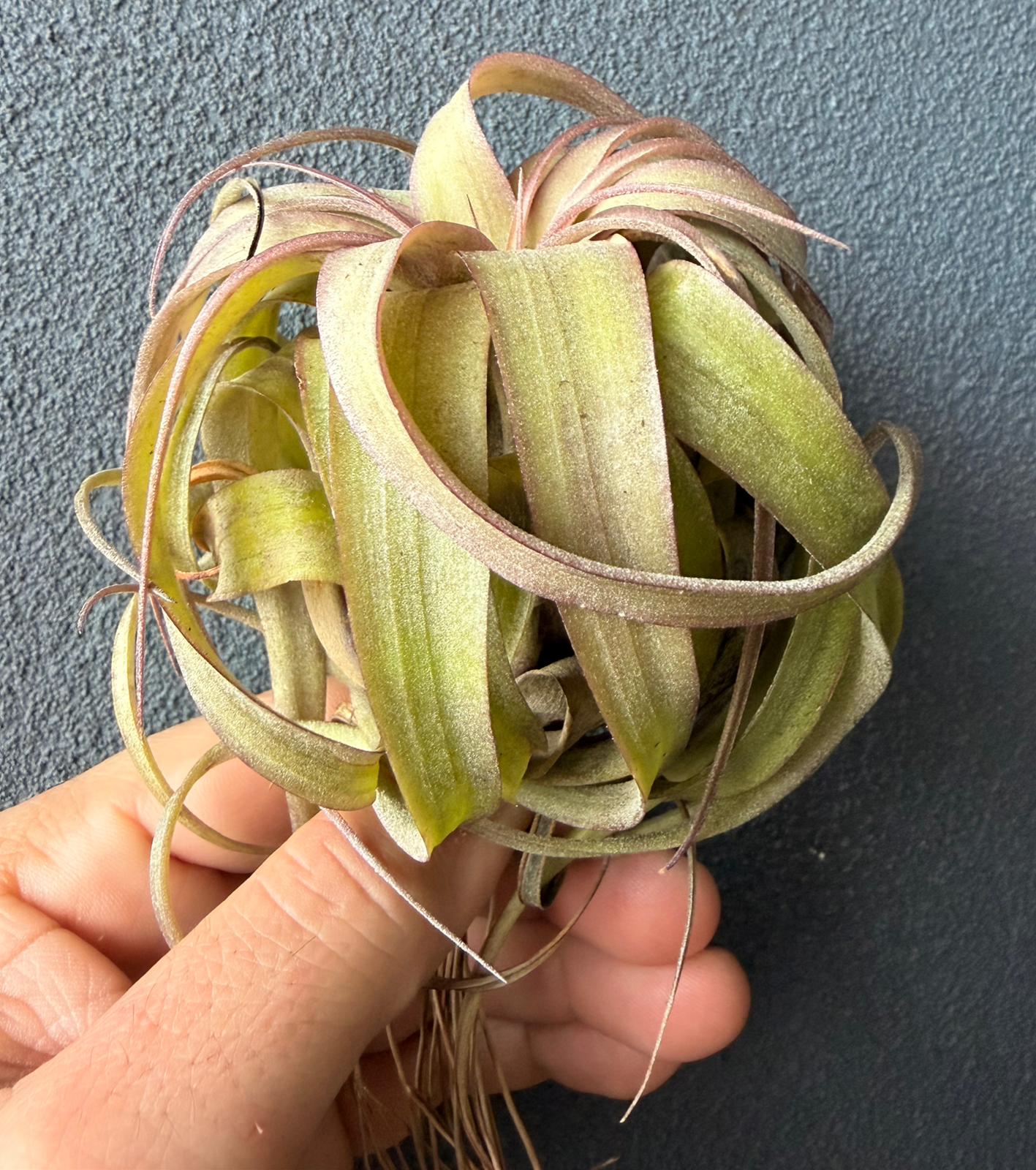 Tillandsia Eric Knobloch