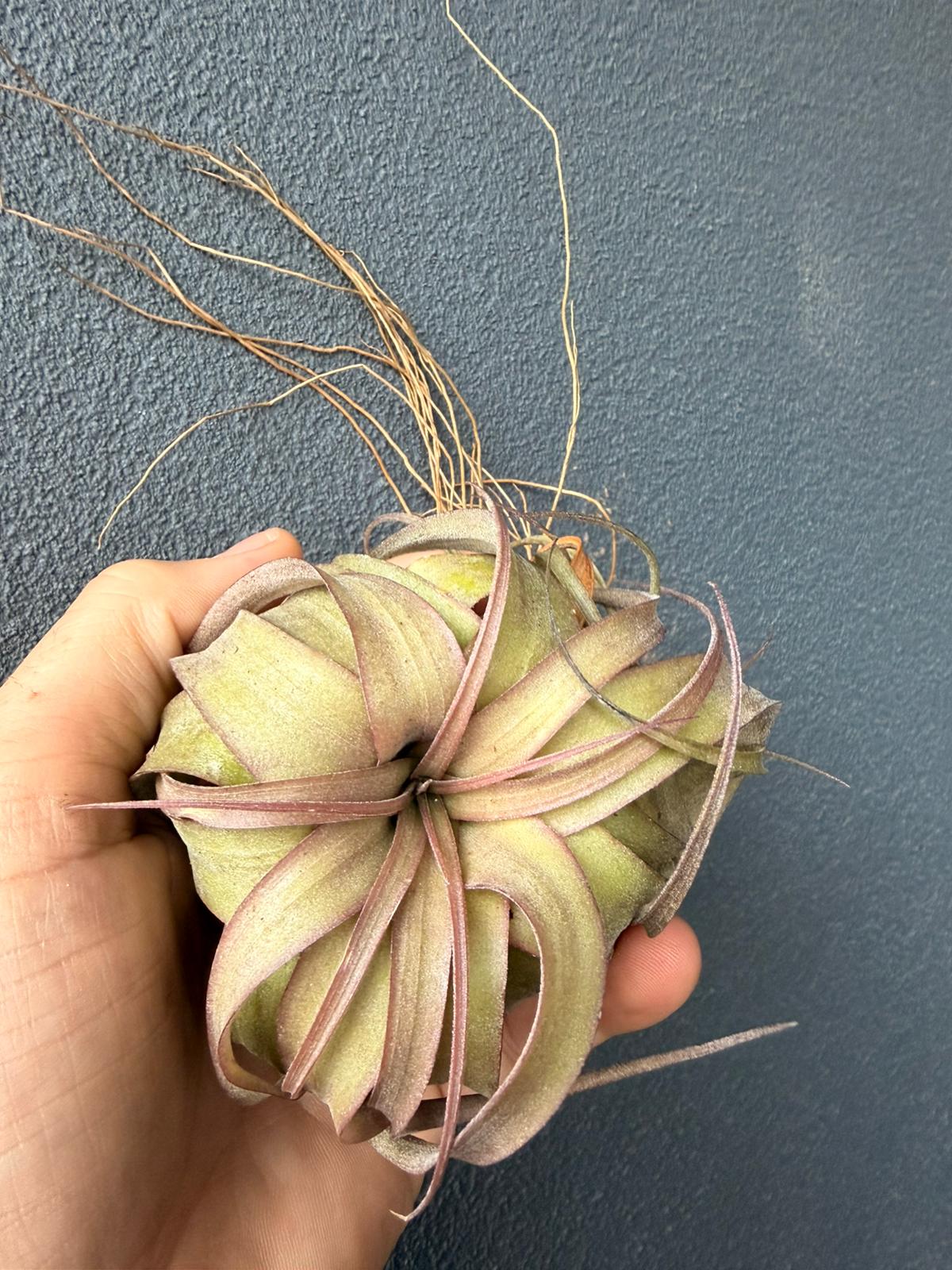 Tillandsia Eric Knobloch