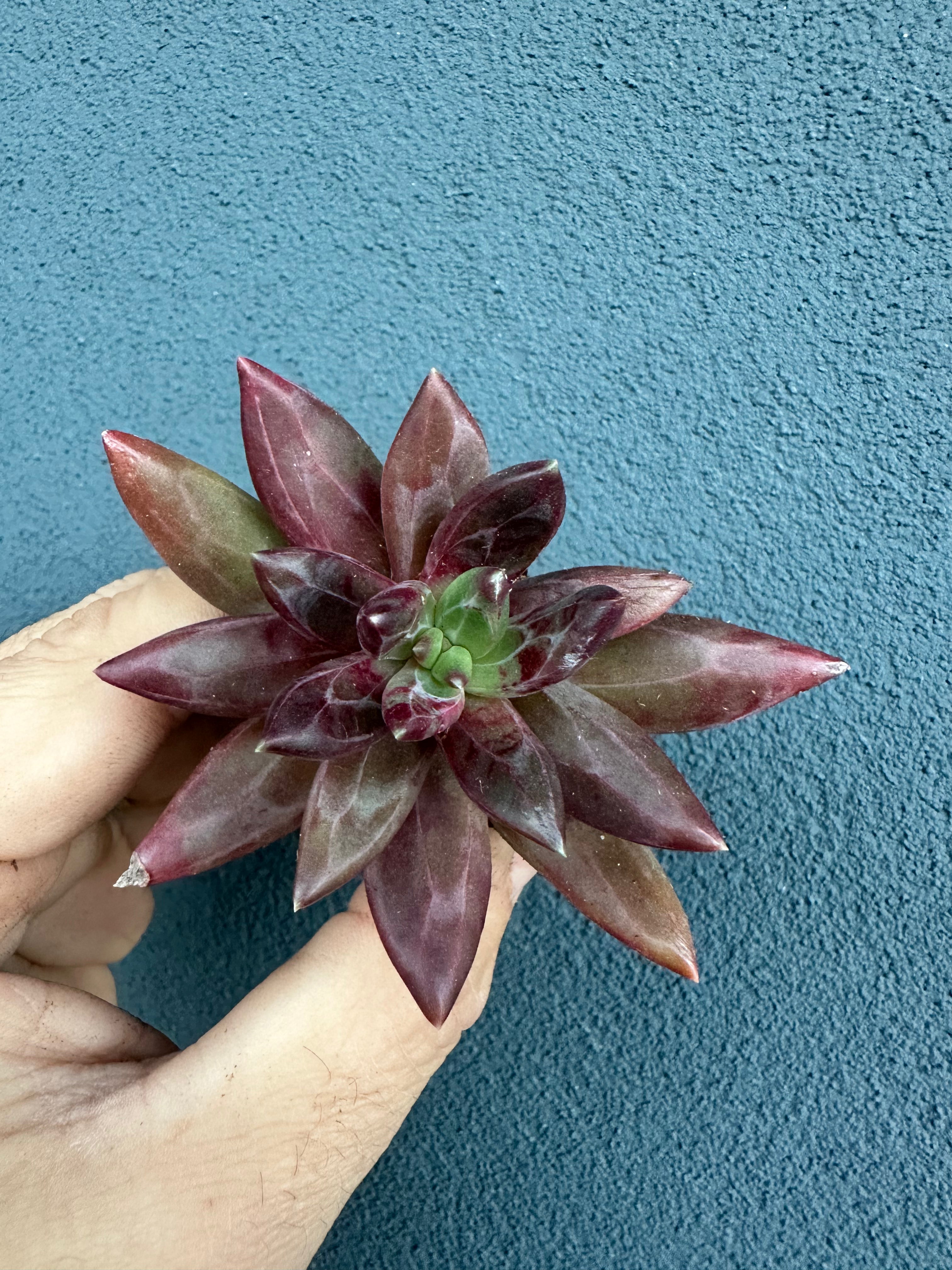 Pachyveria “Izar”