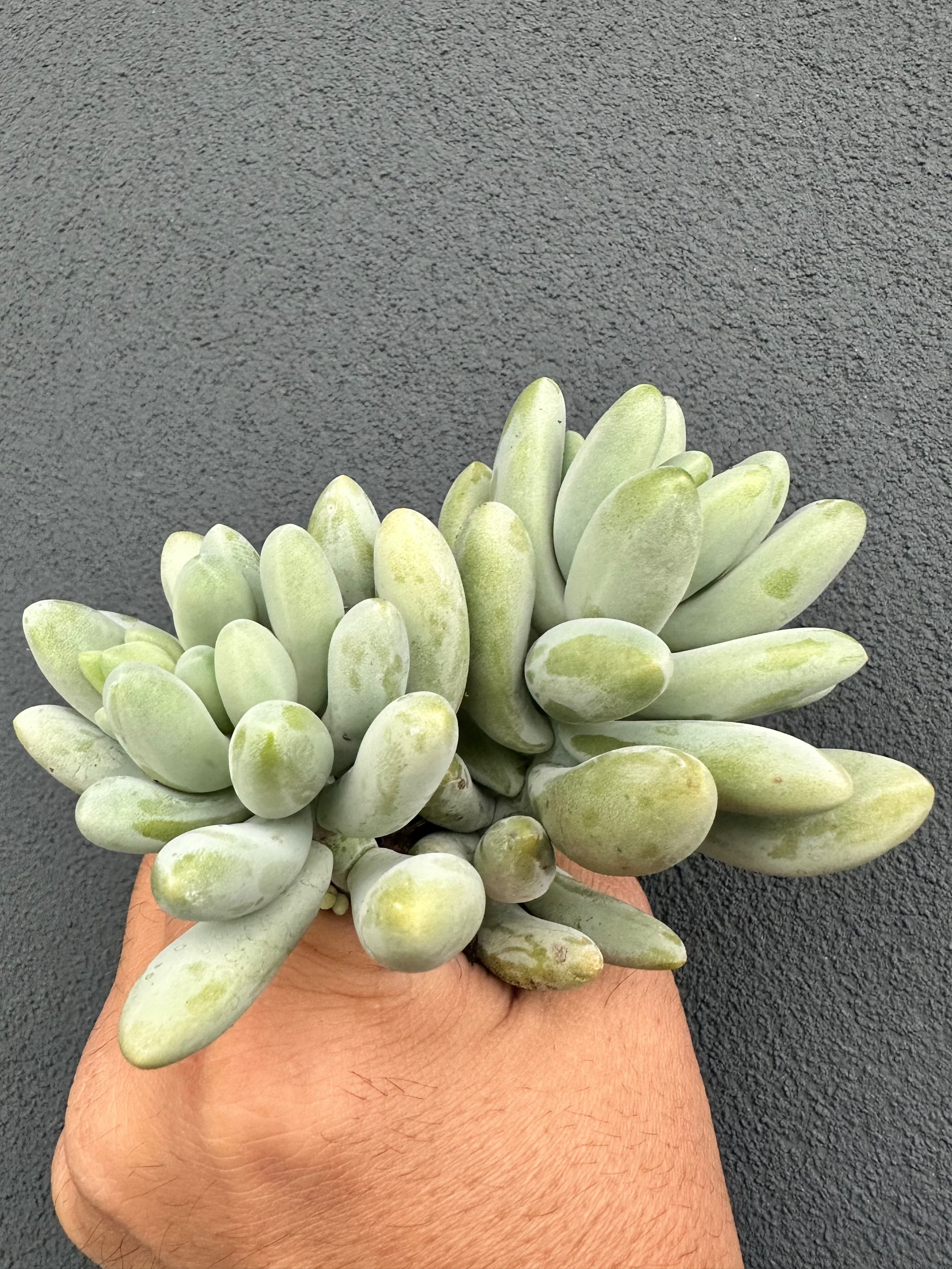 Pachyphytum Oviferum x Sedum Burrito
