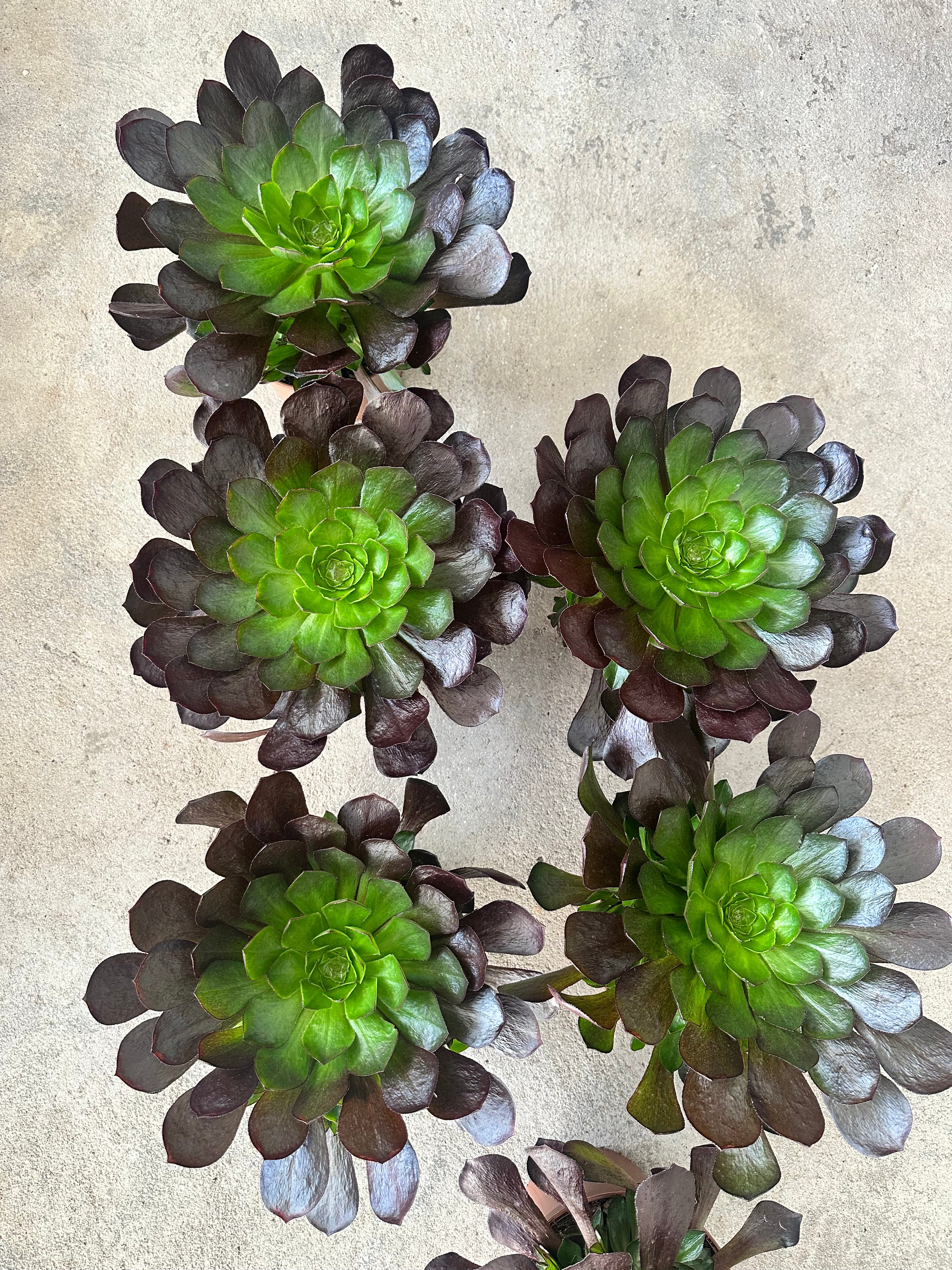 Aeonium Semponium vortex