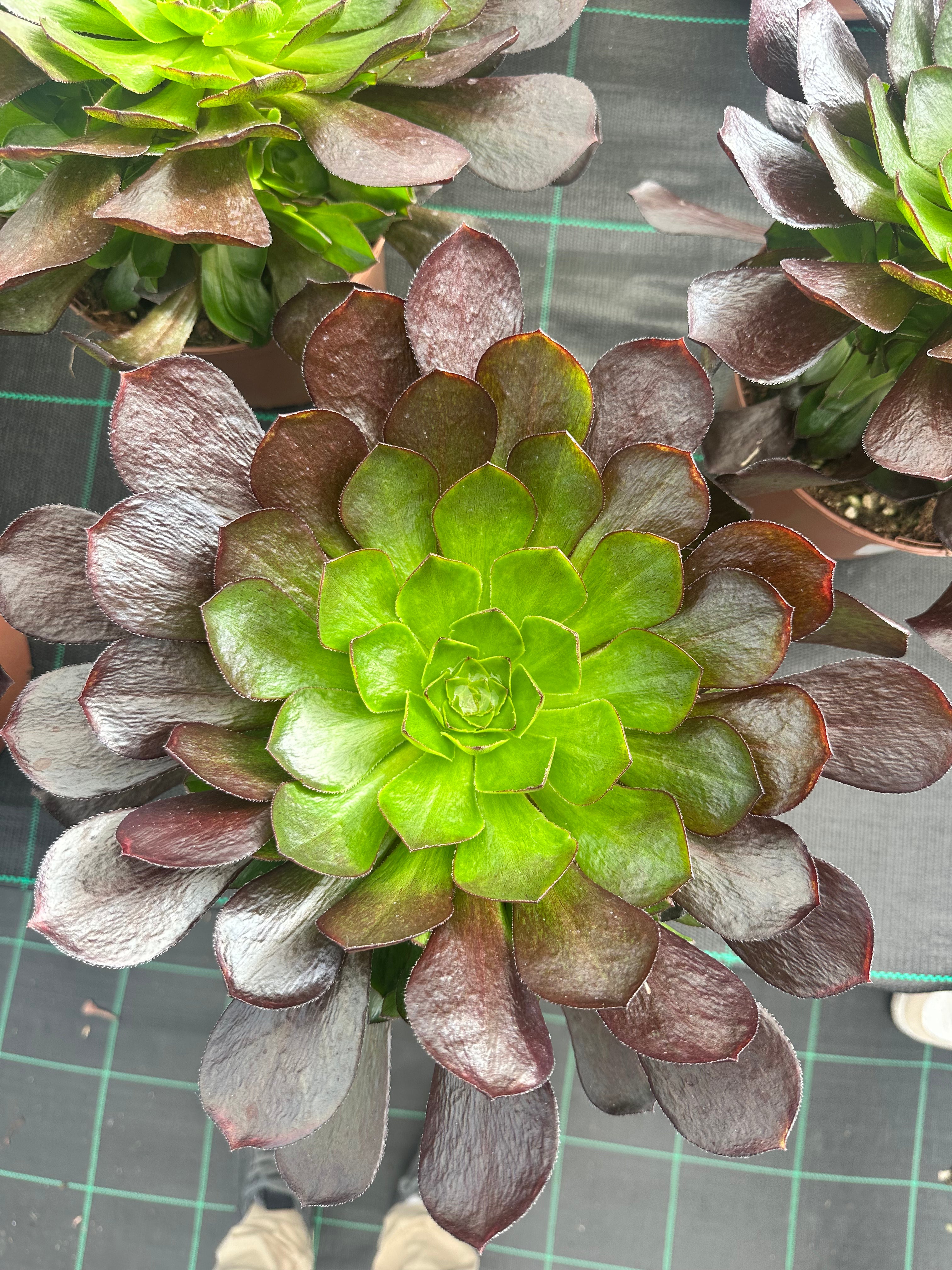 Aeonium Semponium vortex