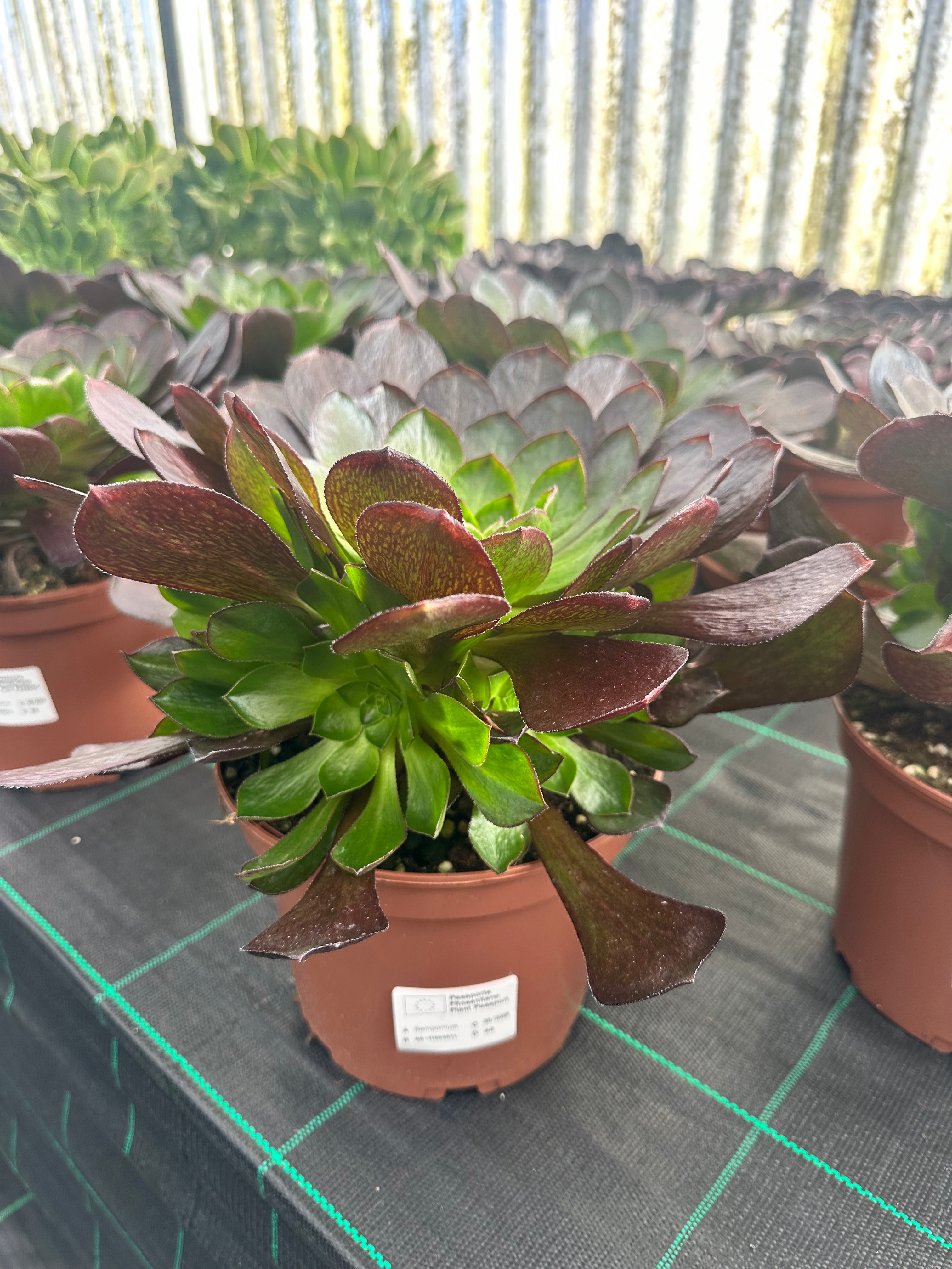 Aeonium Semponium vortex