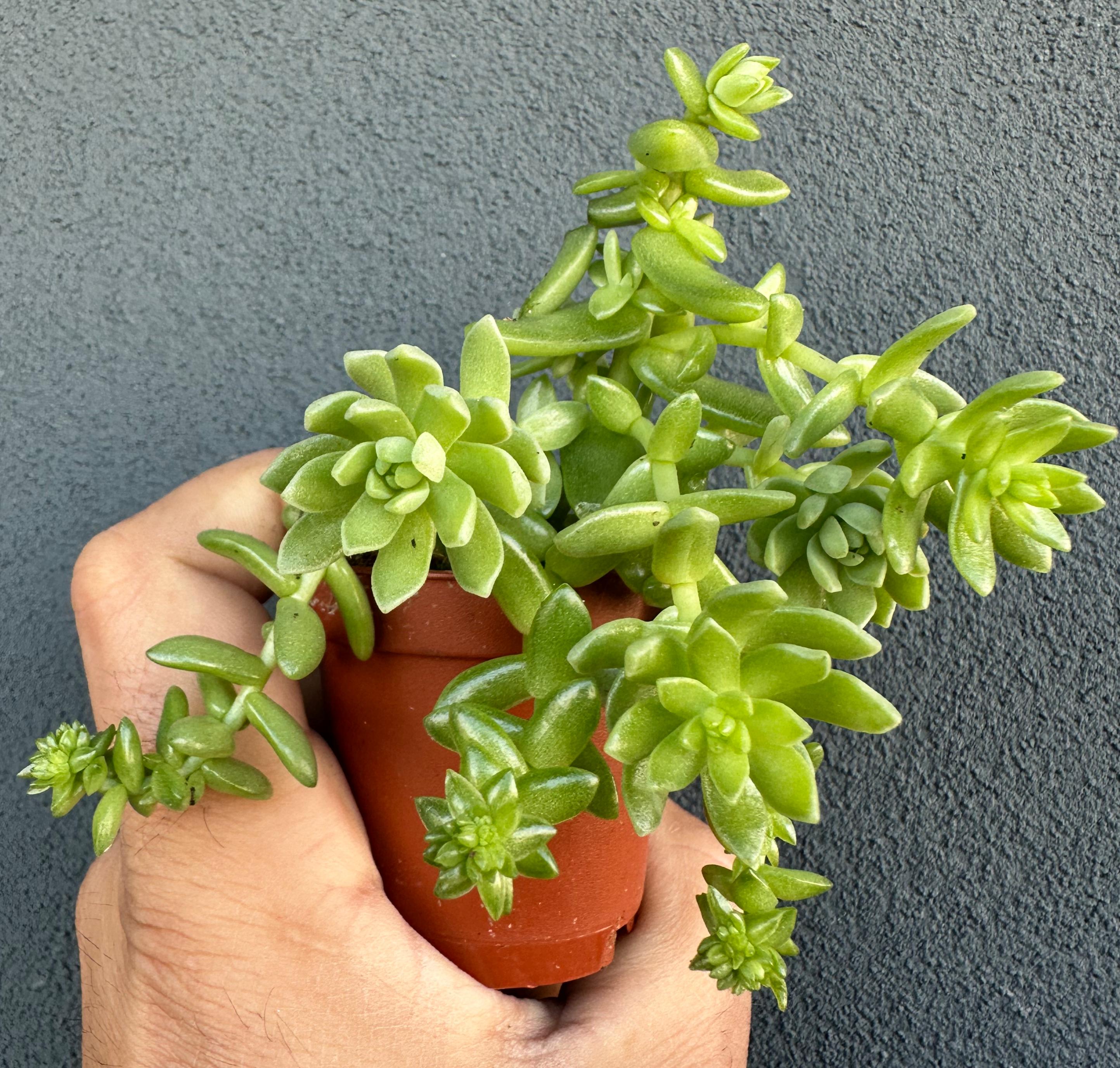 Sedum hemsleyanum “Colar de princesa”