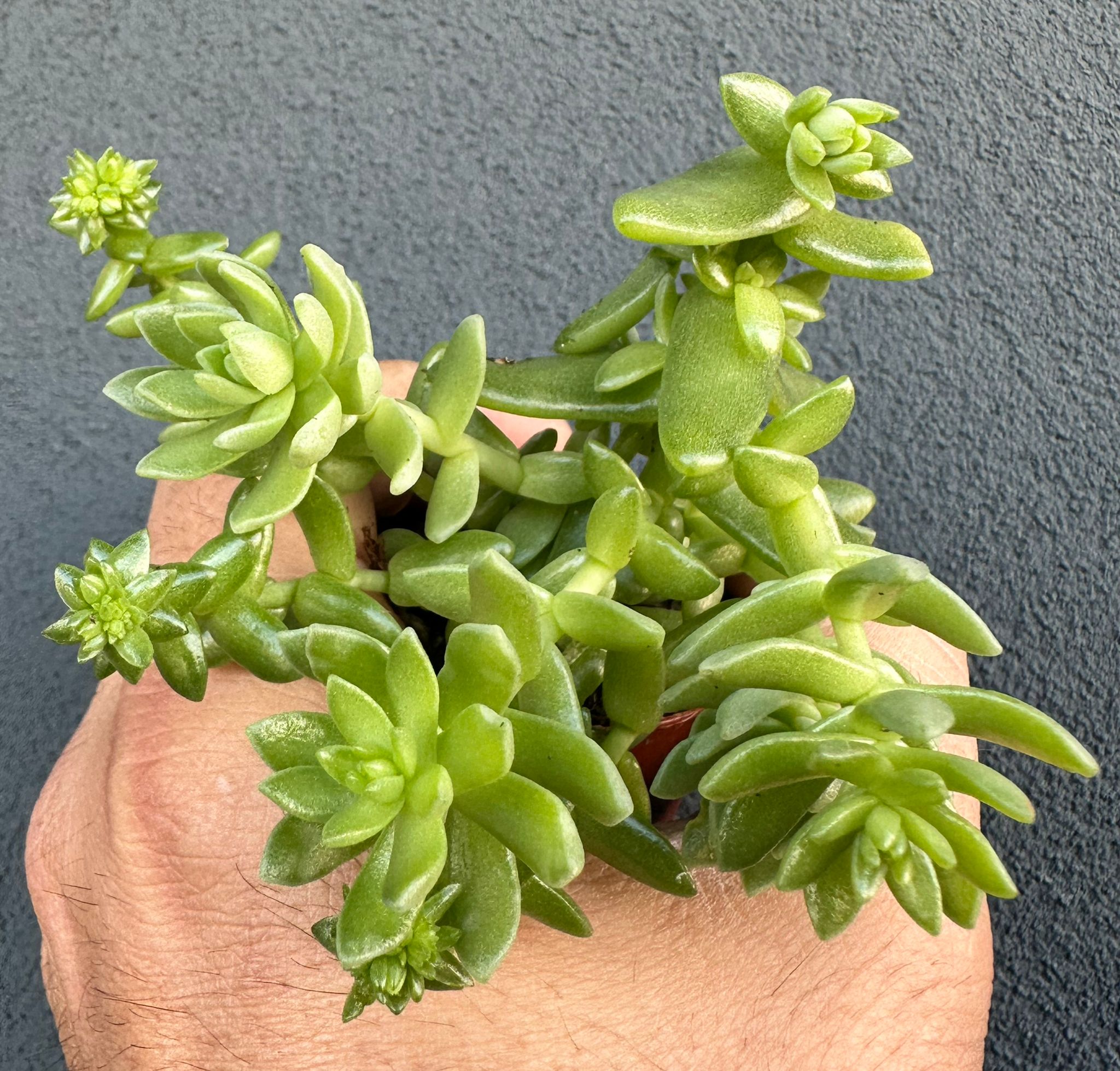 Sedum hemsleyanum “Colar de princesa”