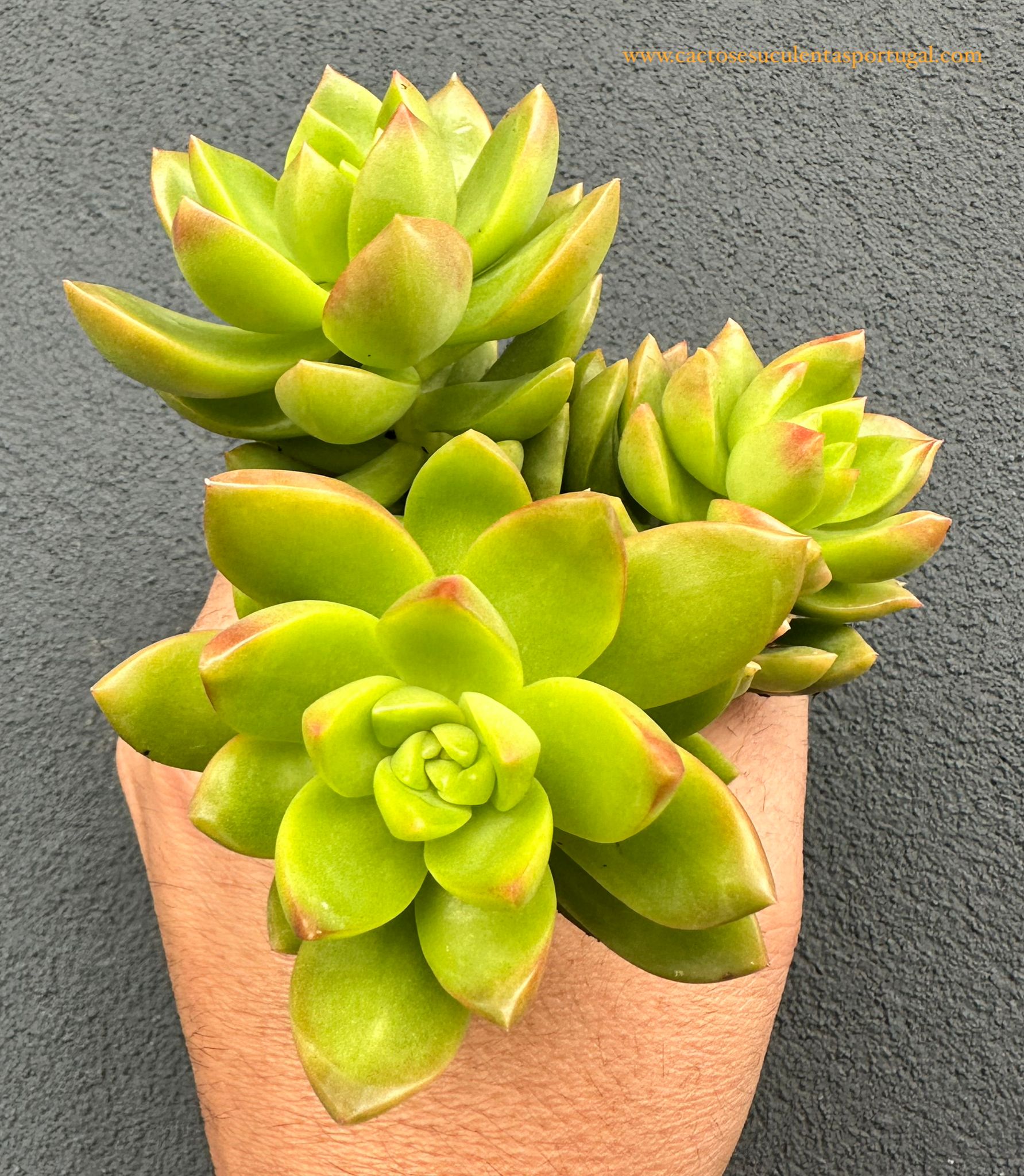 Sedum Lime Gold