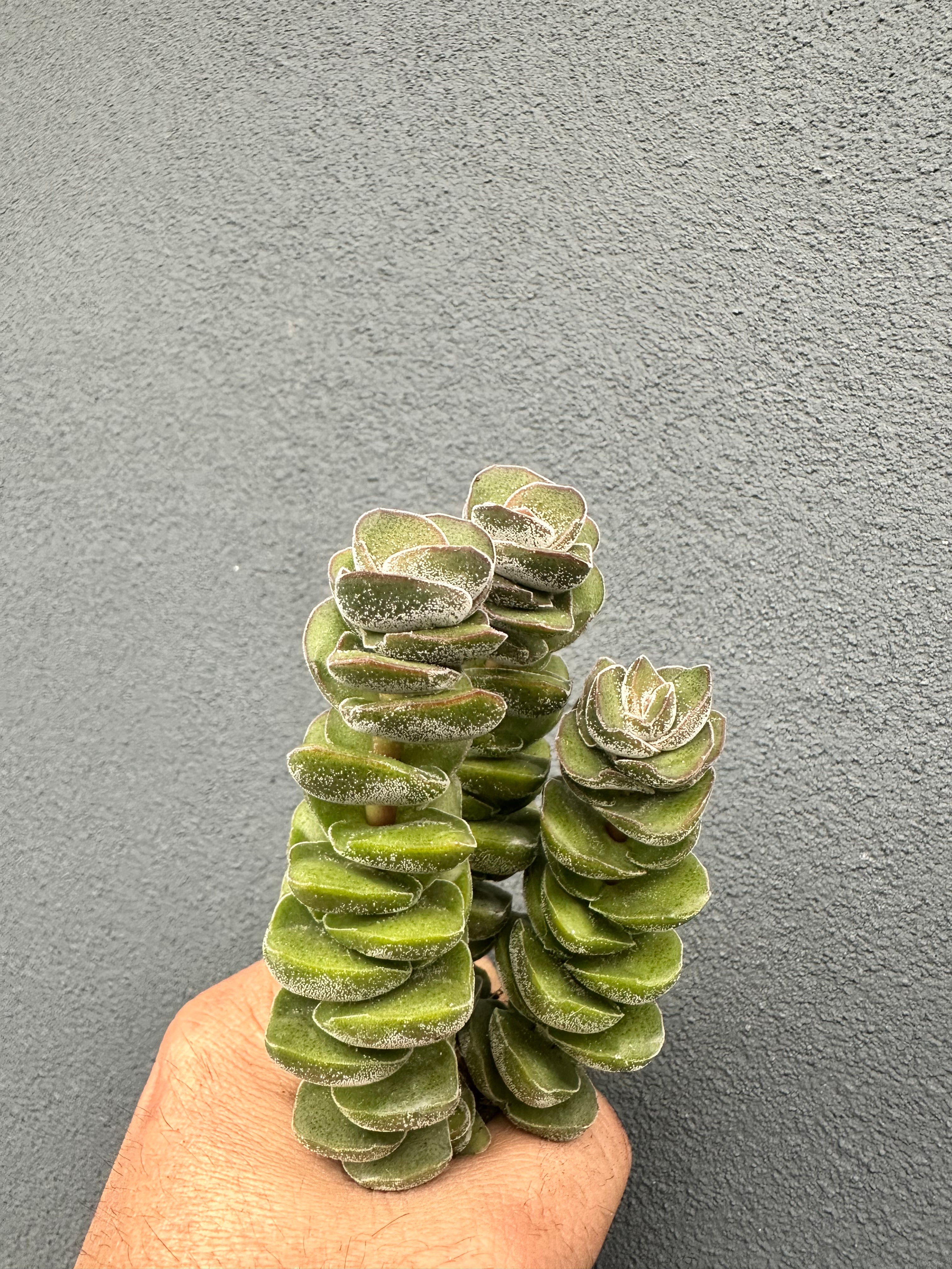 Crassula “Jade Tower”