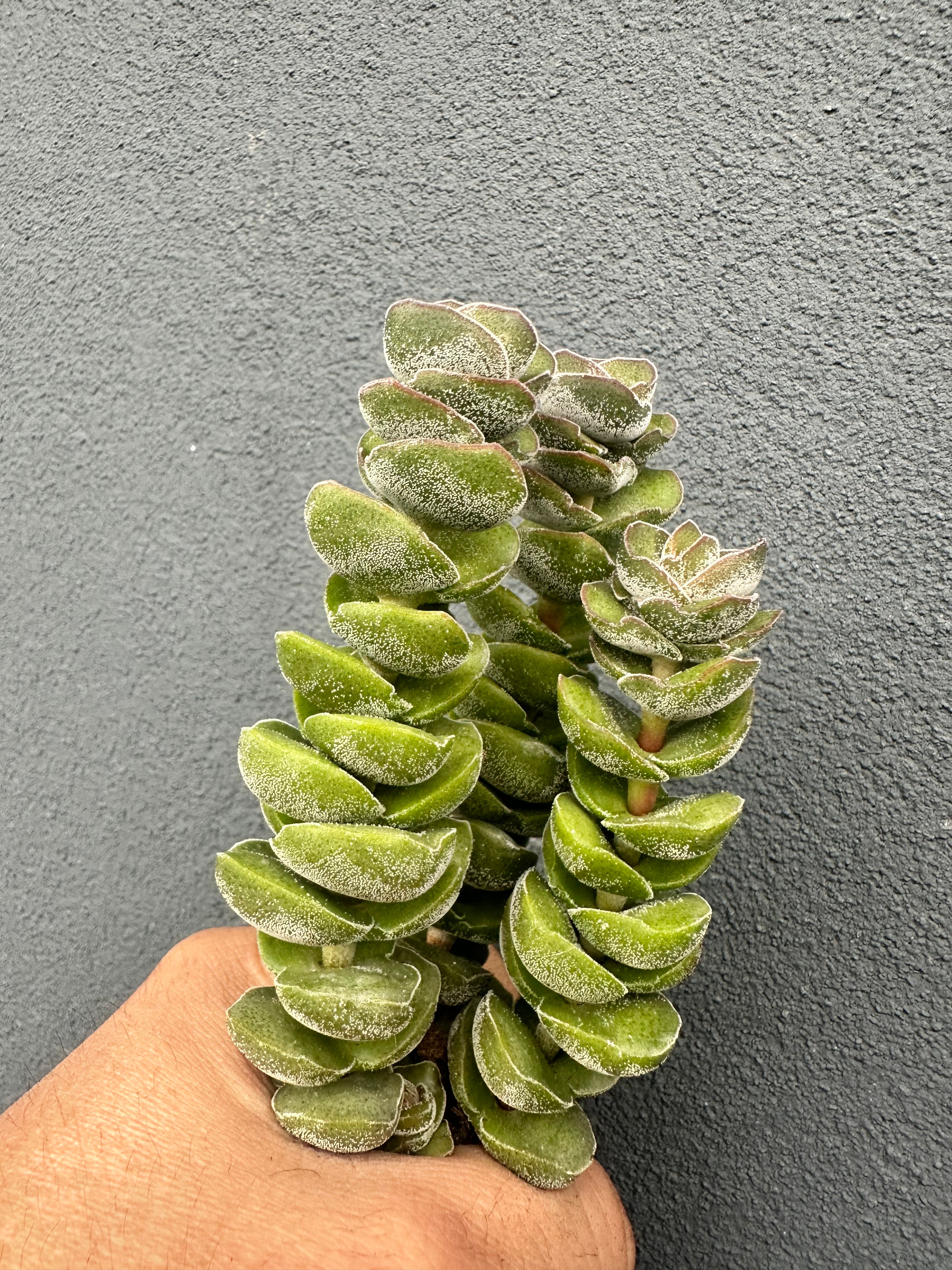 Crassula “Jade Tower”