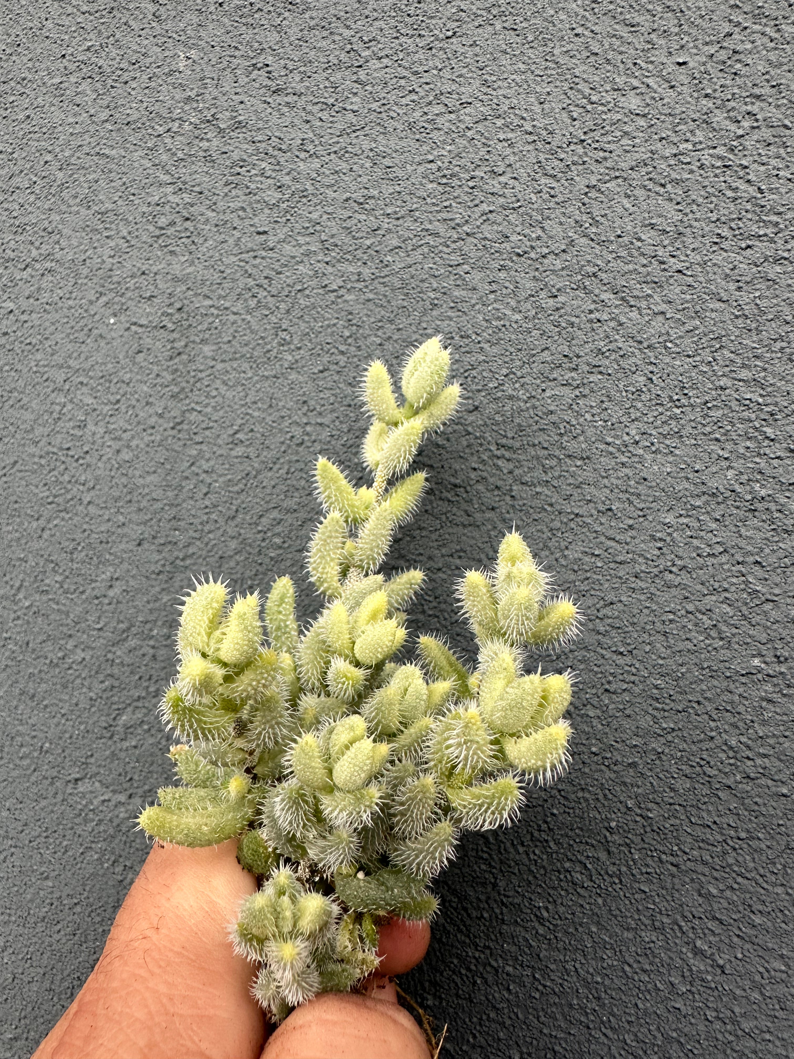 Delosperma Echinatum Variegata