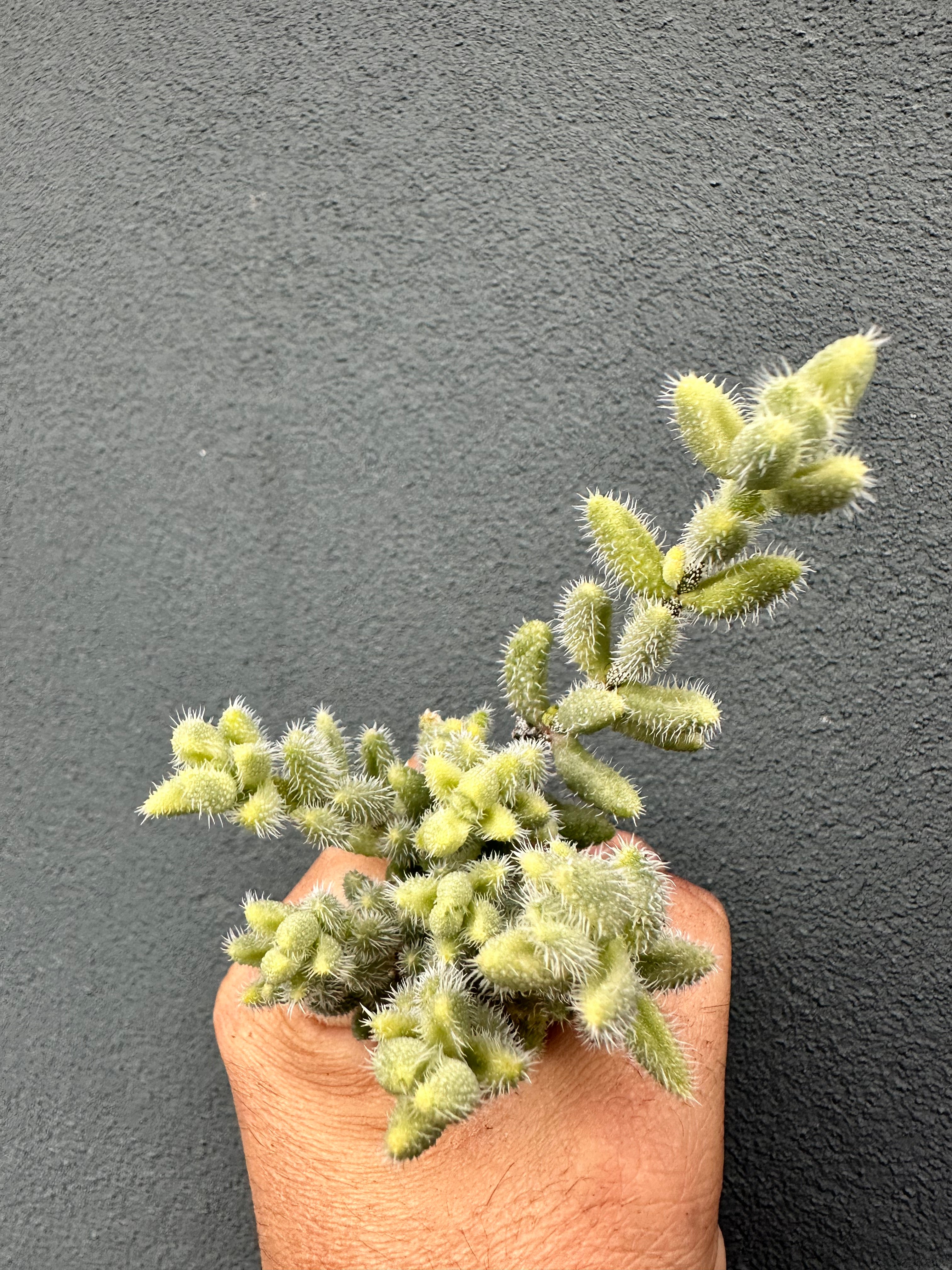 Delosperma Echinatum Variegata