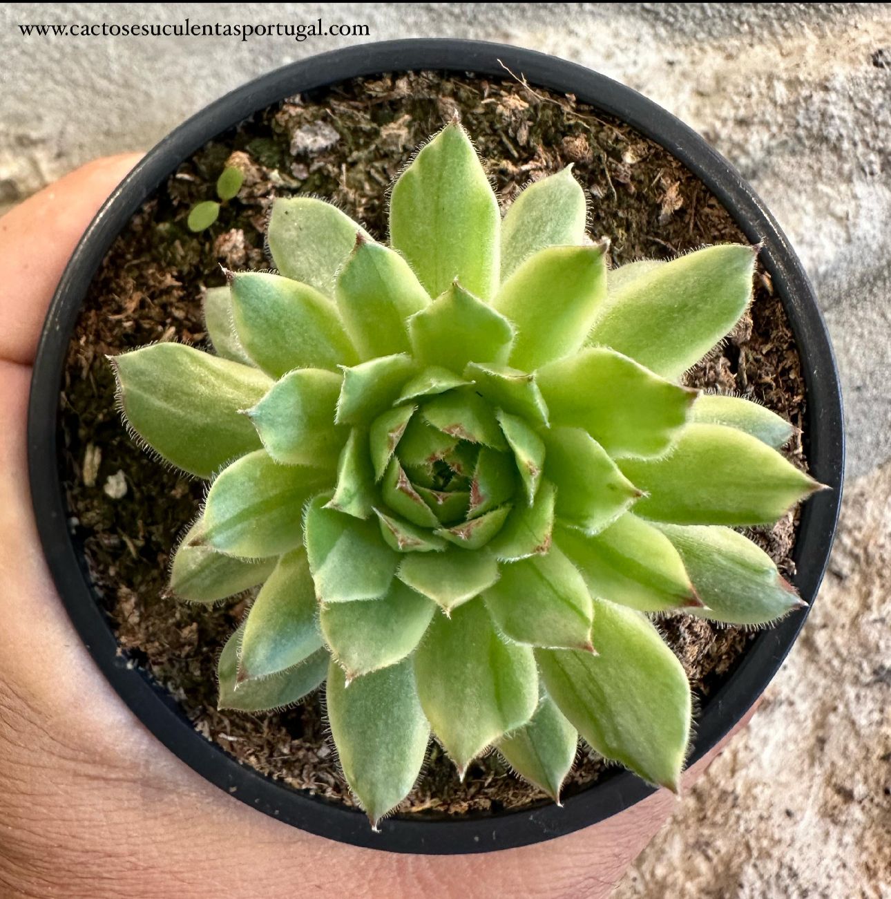 Sempervivum "Apple teaser"