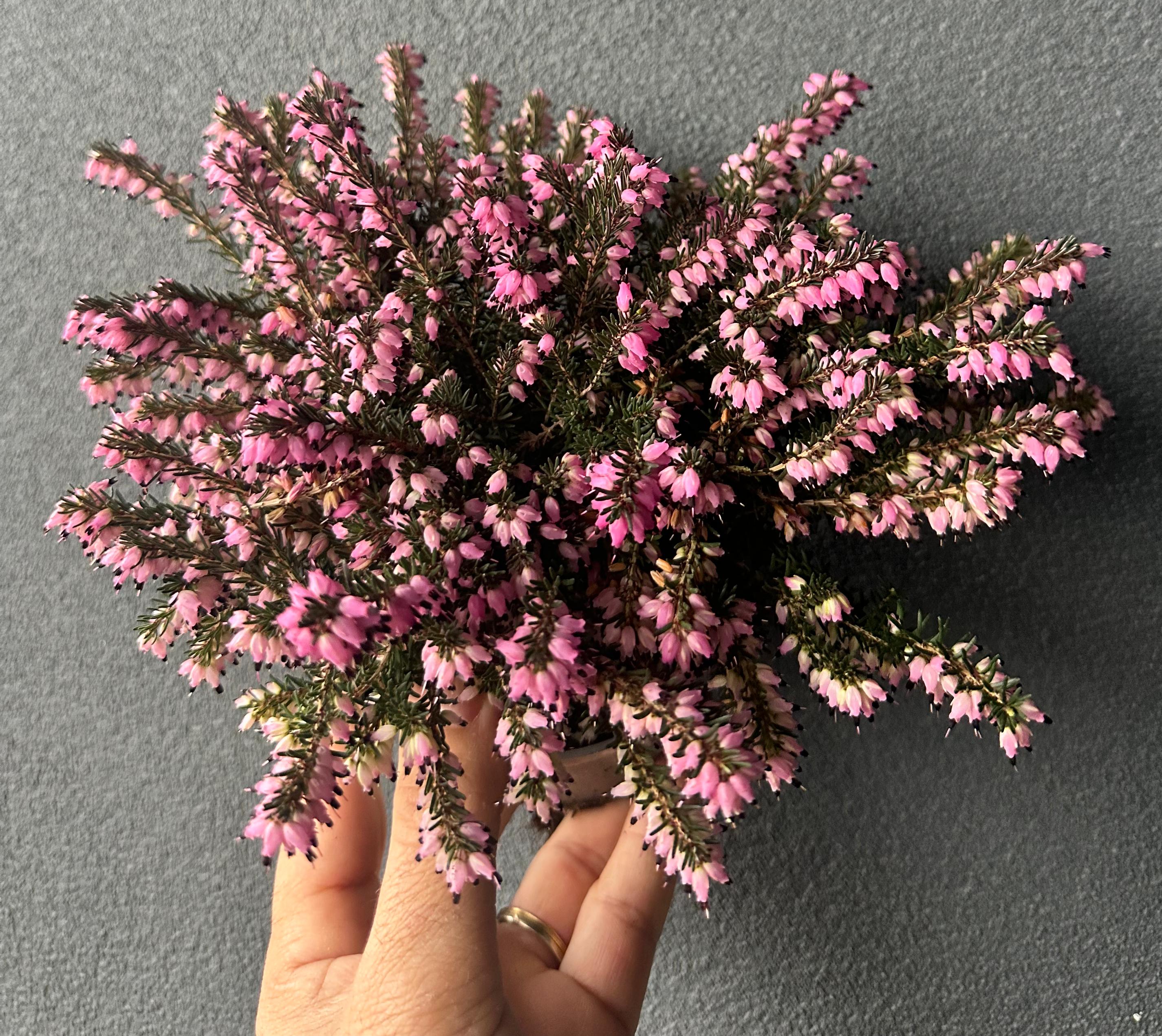 Erica Darrleyensis 20