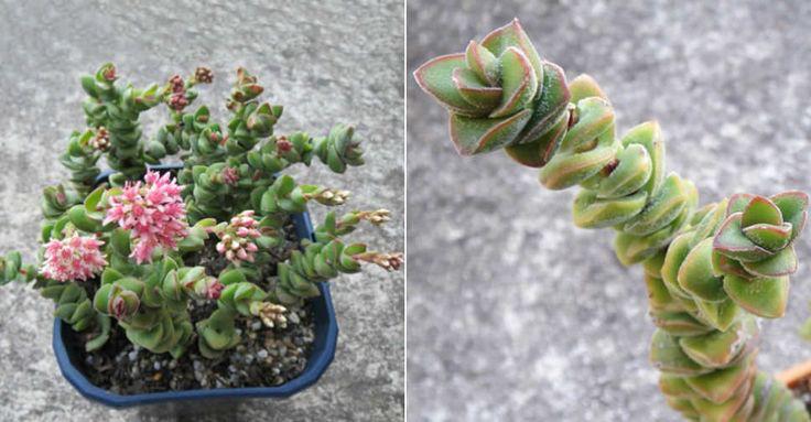 Crassula “Jade Tower”