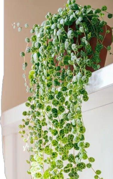 Peperomia Prostrata - Colar de tartarugas