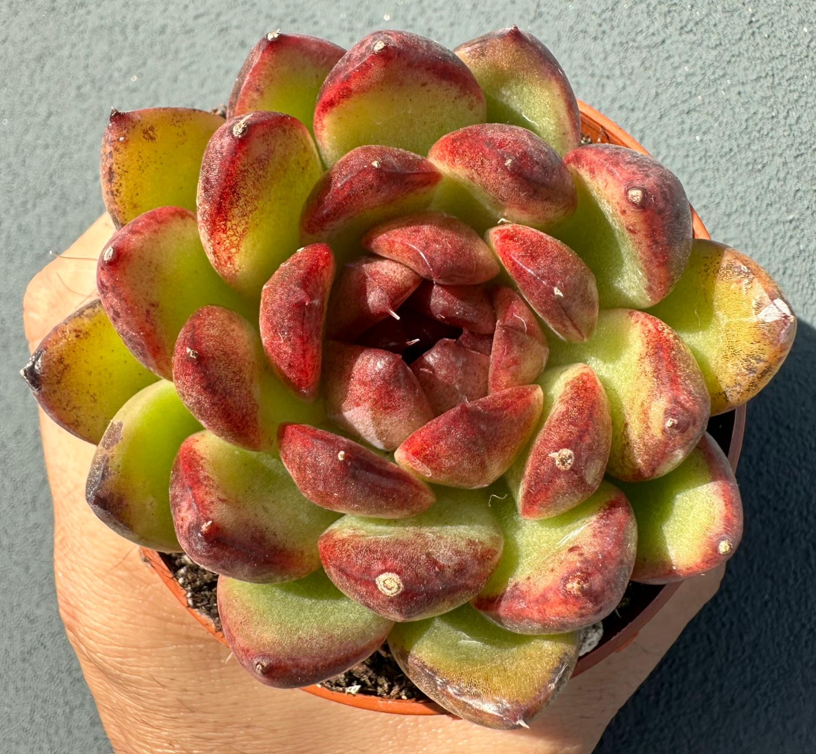 Echeveria 'Ladies Heart'