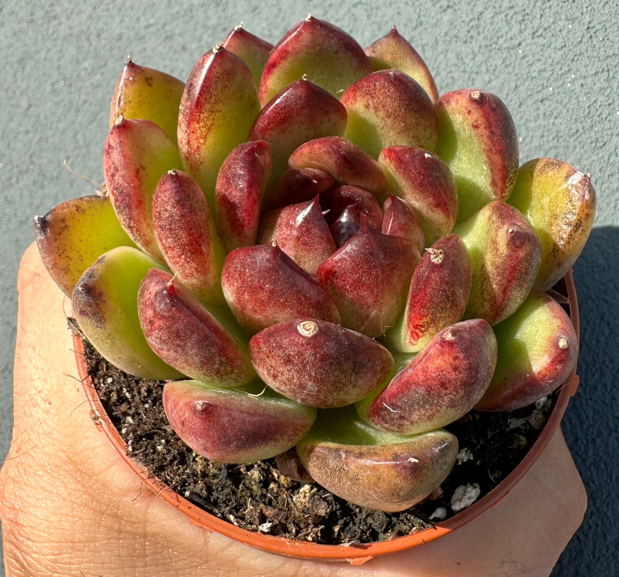 Echeveria 'Ladies Heart'