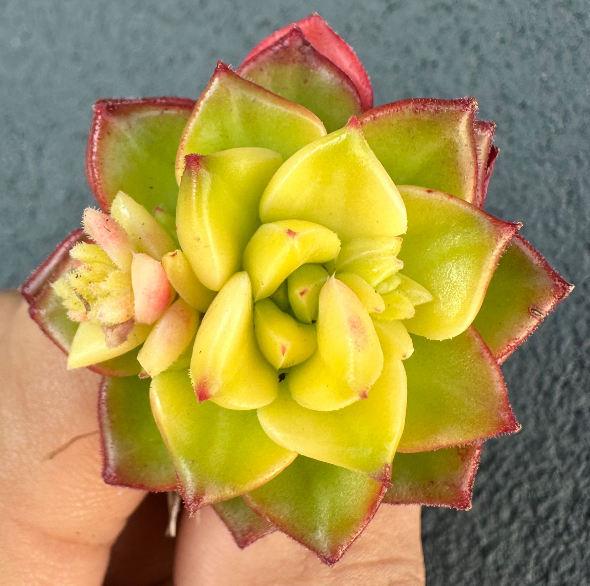 Echeveria Korea - Sem Id