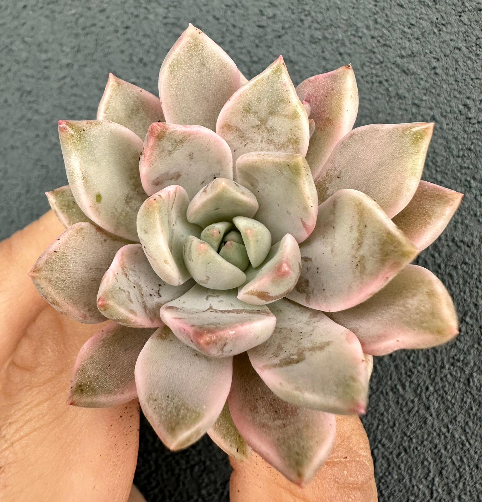 Echeveria Blood Moon variegata