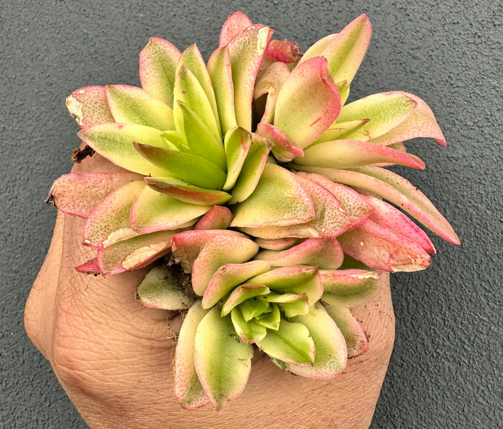 Crassula capitella ‘Campfire’ Variegata