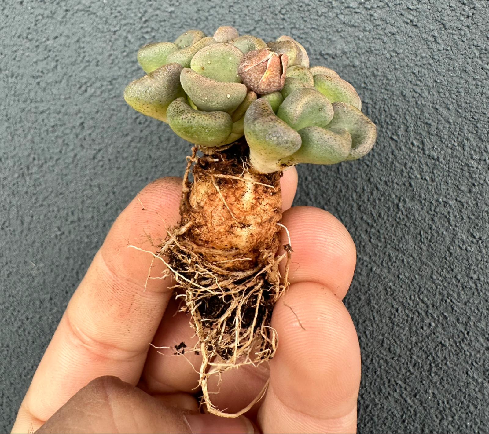 Aloinopsis schooneesii form. caudex