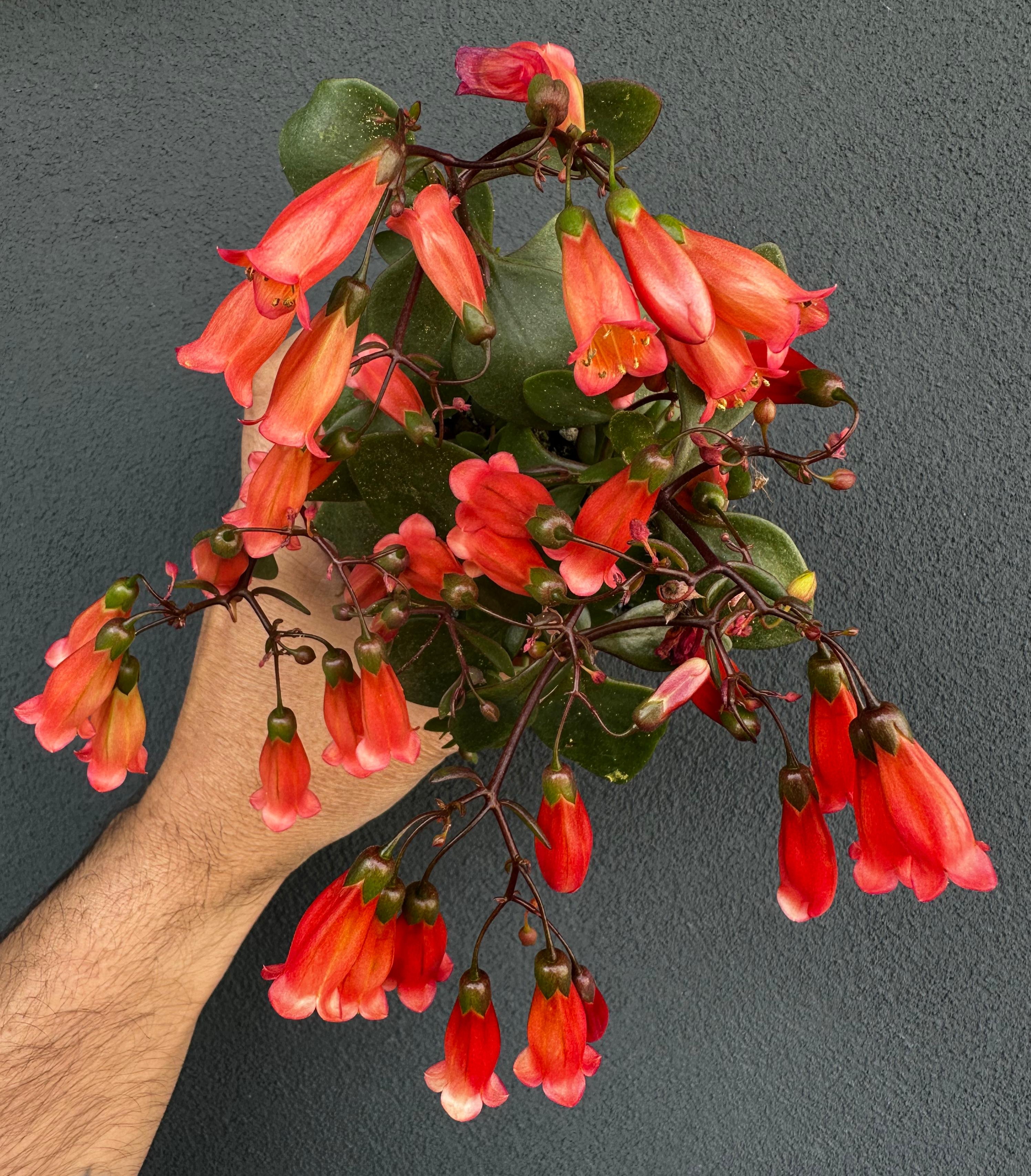 Kalanchoe manginii - Kalanchoe pendente