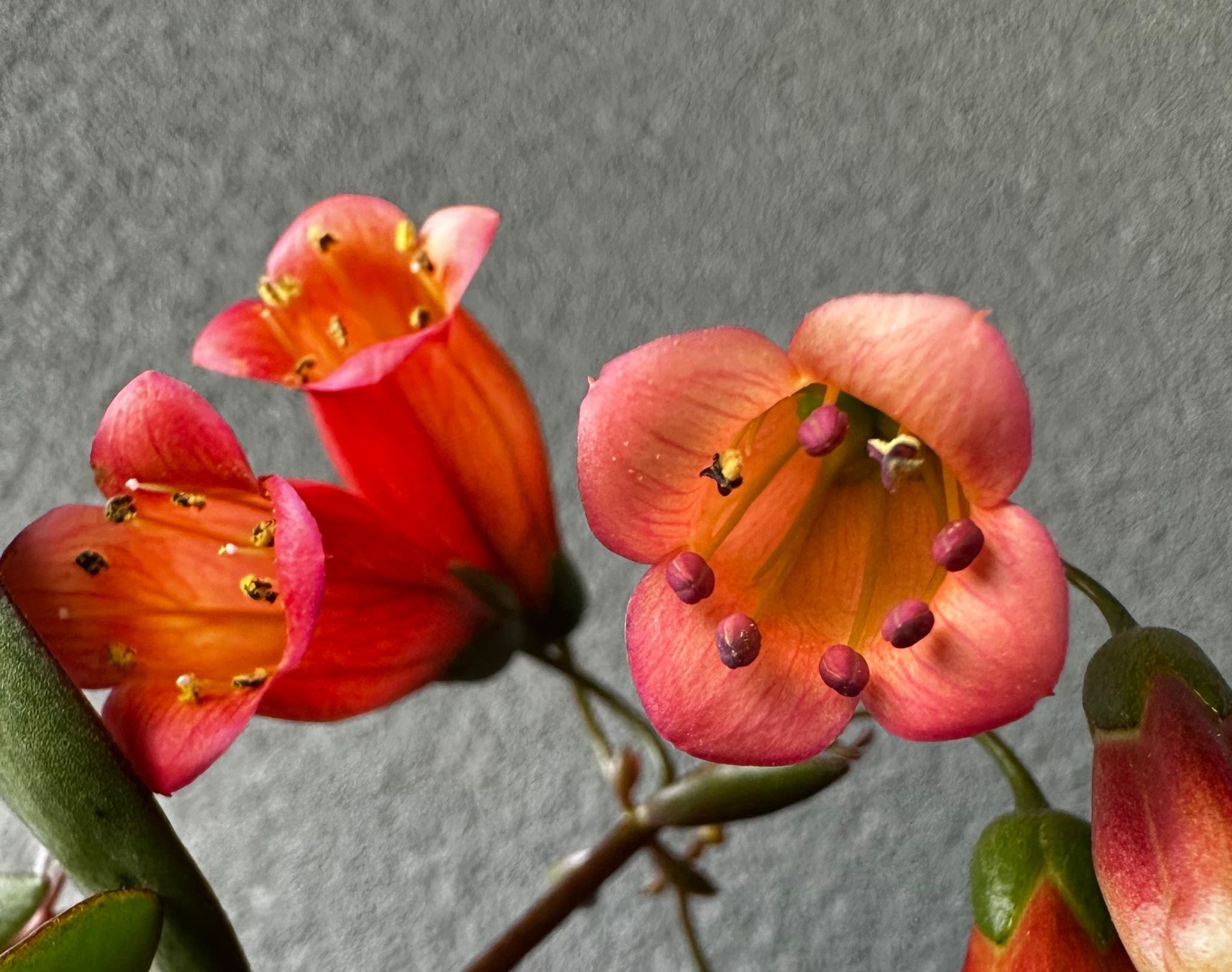 Kalanchoe manginii - Kalanchoe pendente