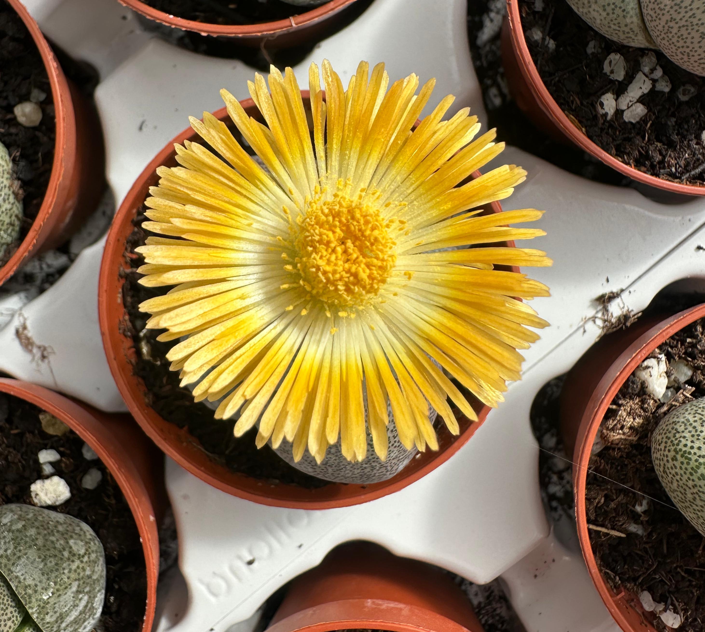 Pleiospilos nelii