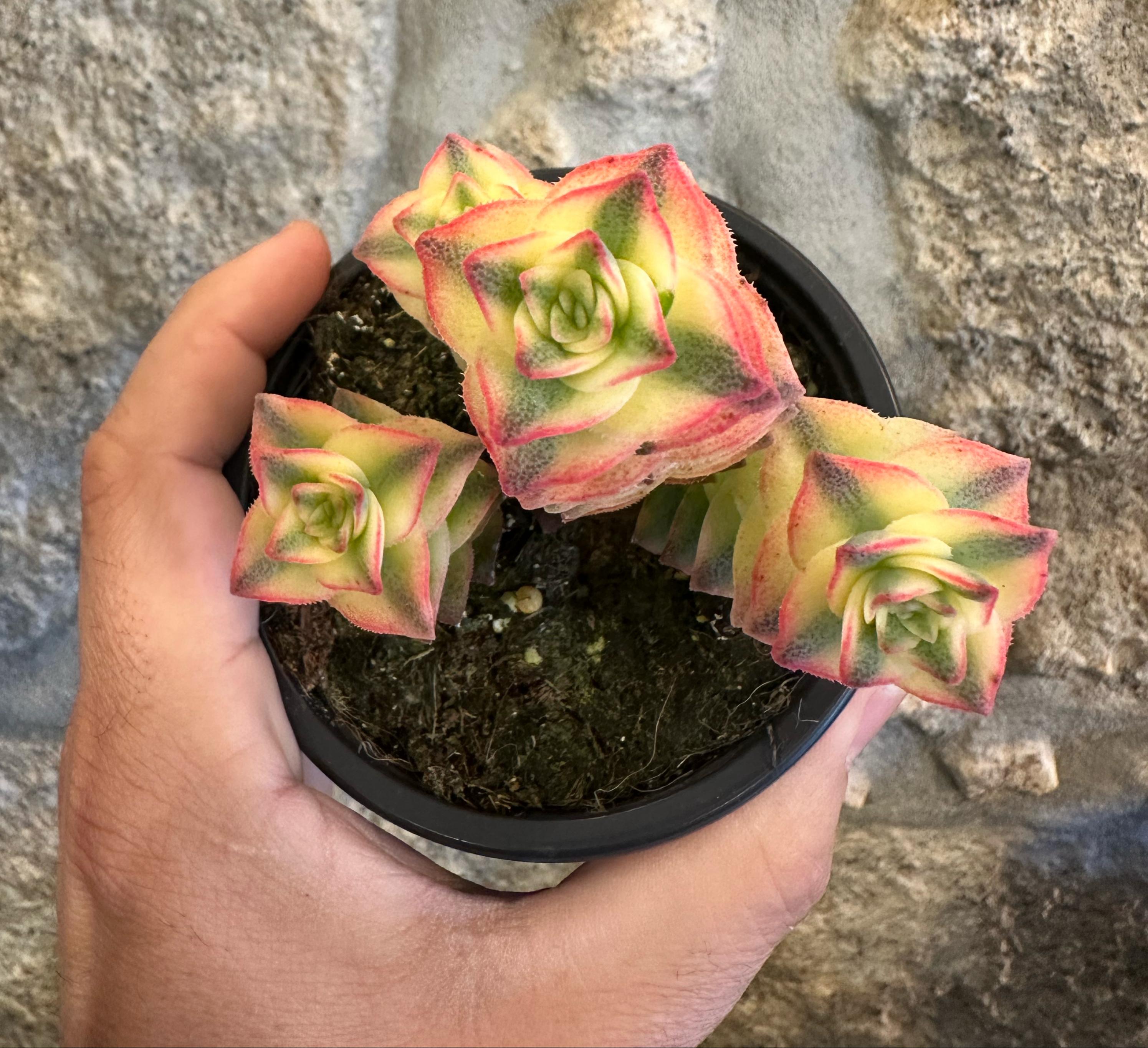 Crassula perforata variegata