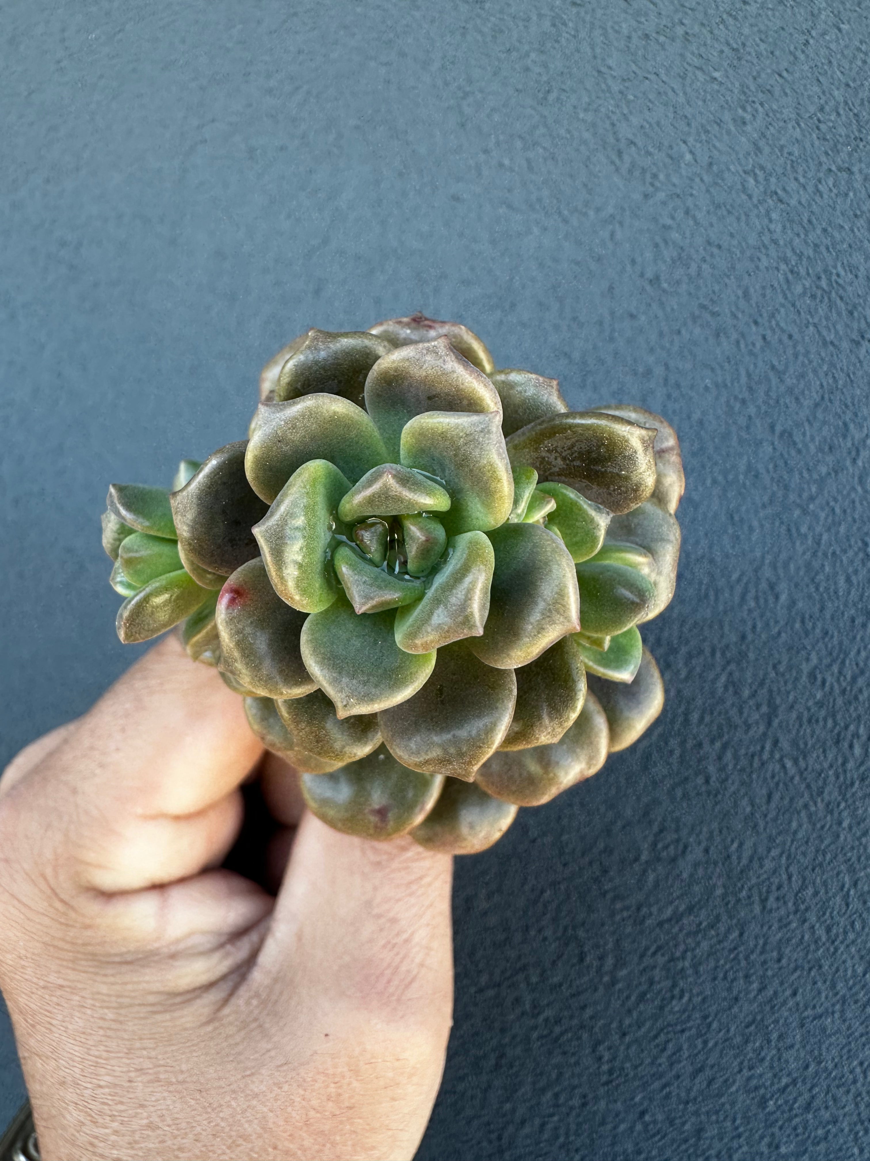 Graptosedum Adria Bubbaloo