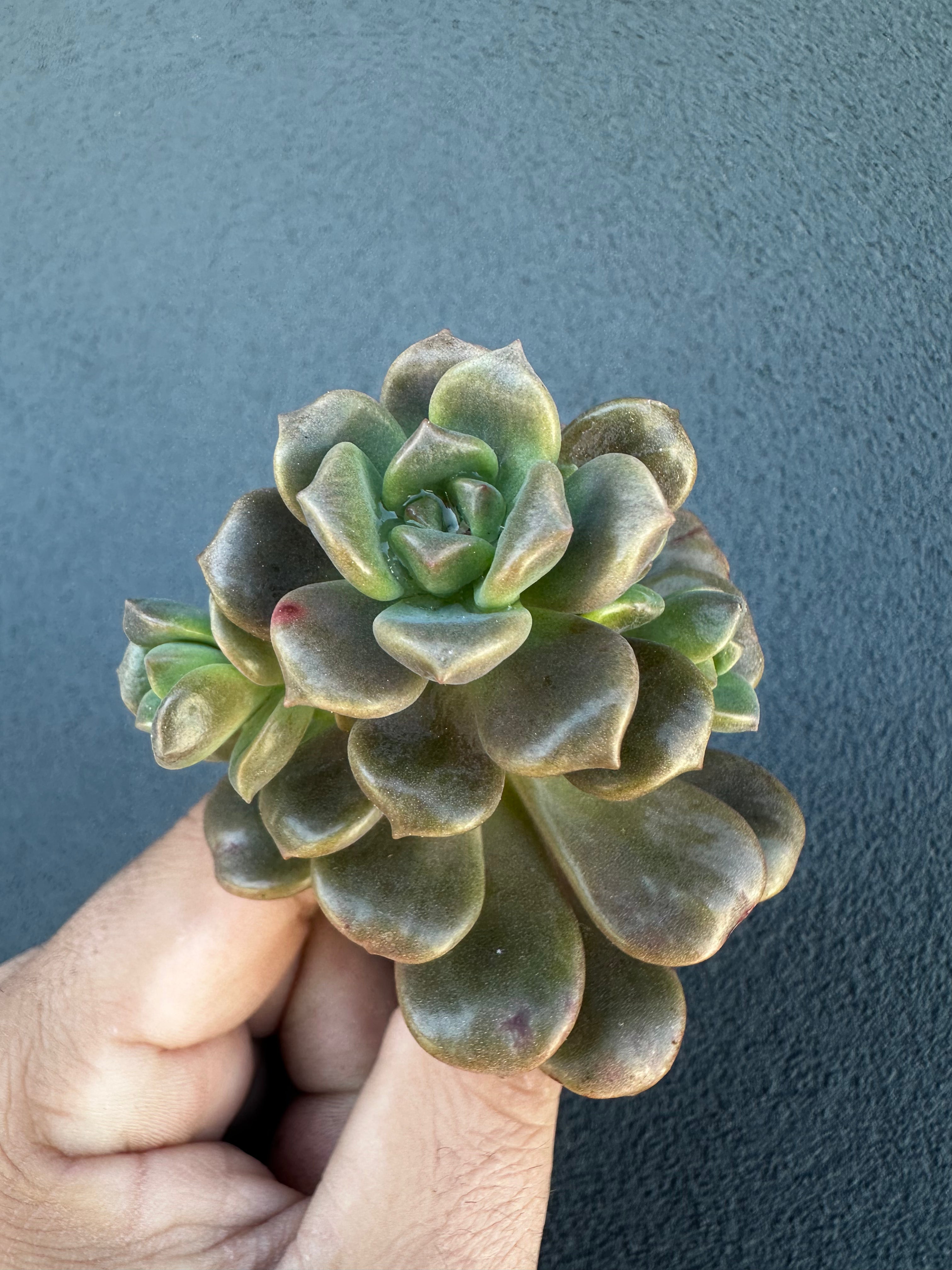 Graptosedum Adria Bubbaloo