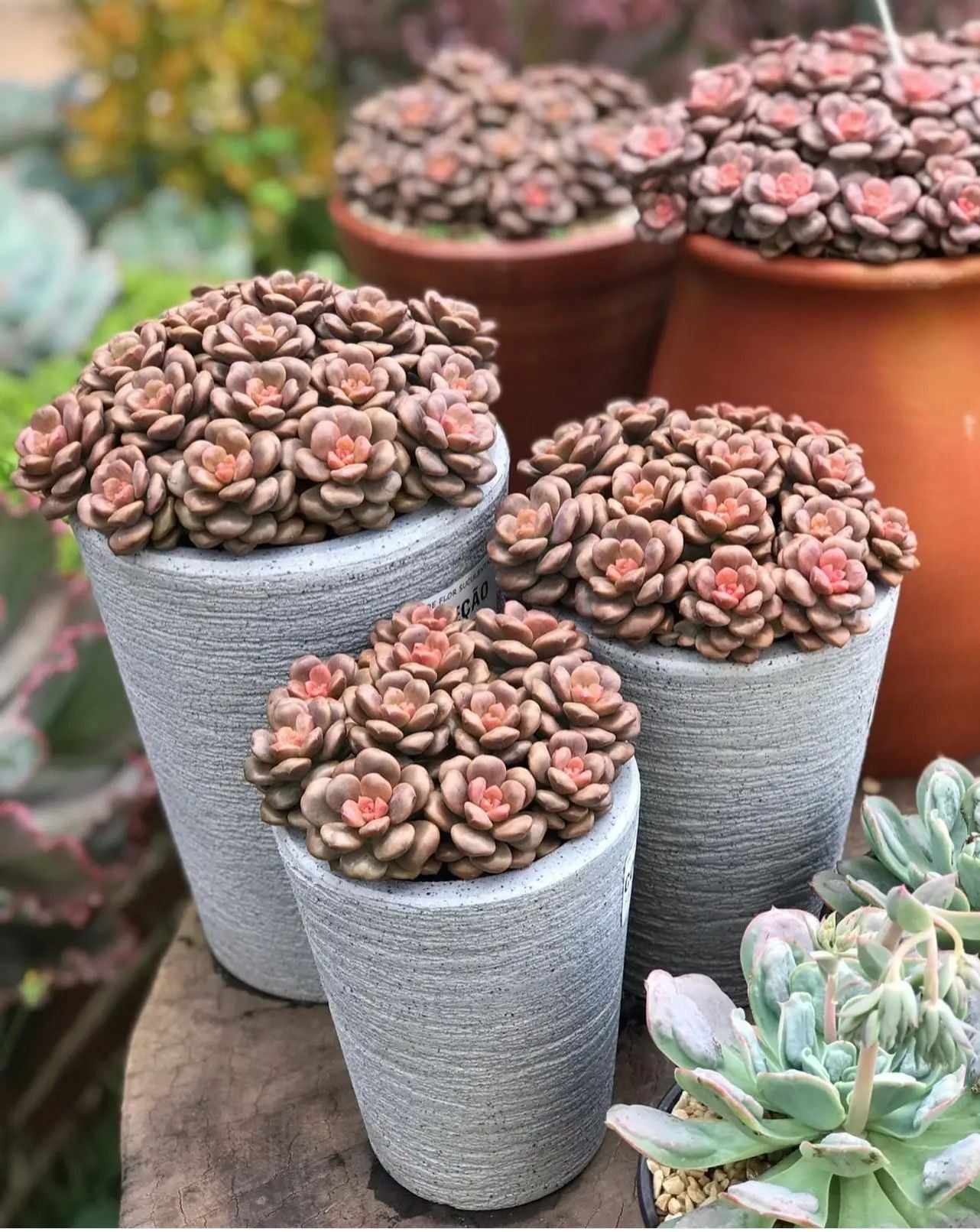 Graptosedum Adria Bubbaloo