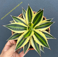 Agave Lophanta “Quadricolor”