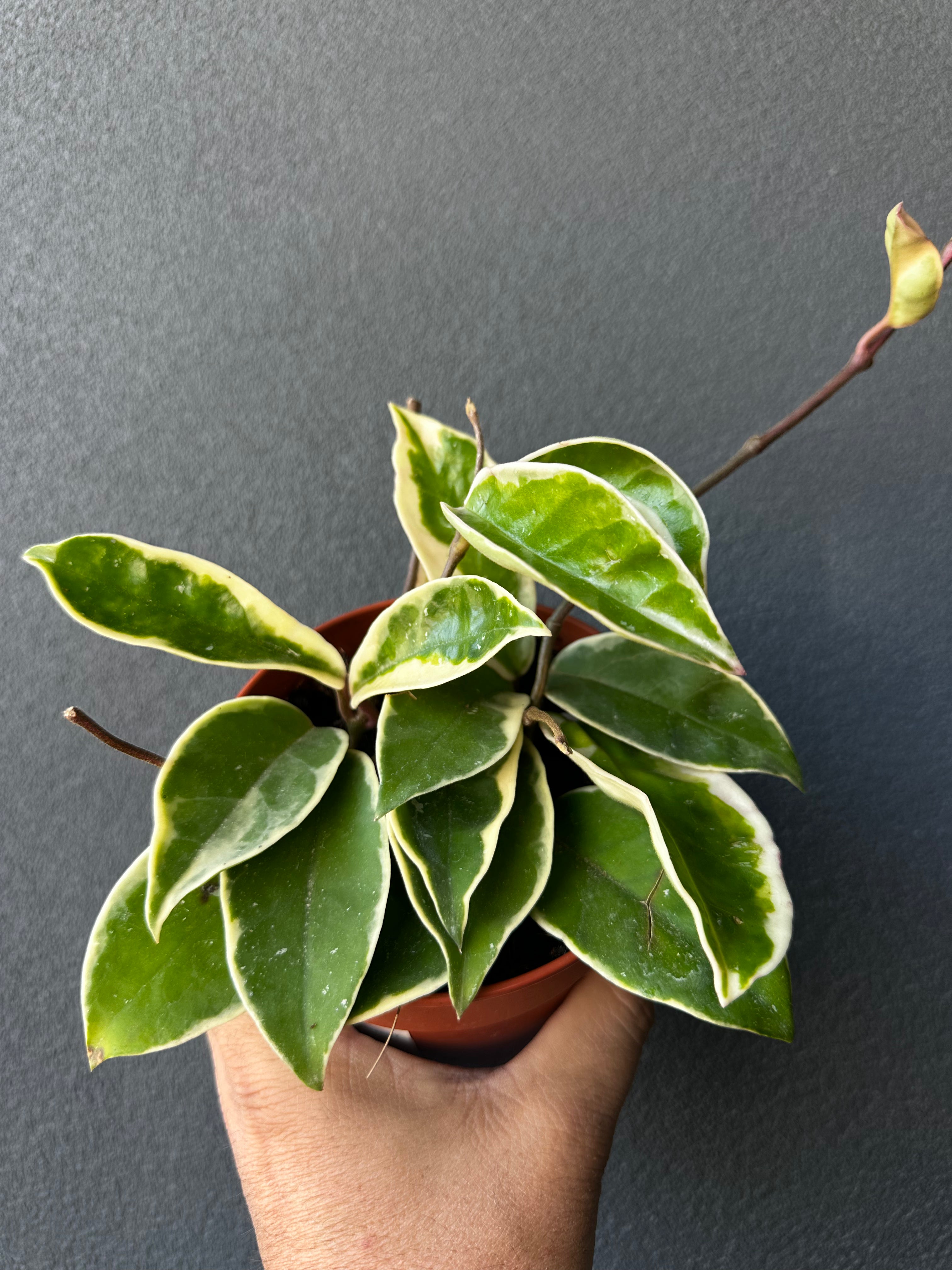 Hoya carnosa 'Tricolor'