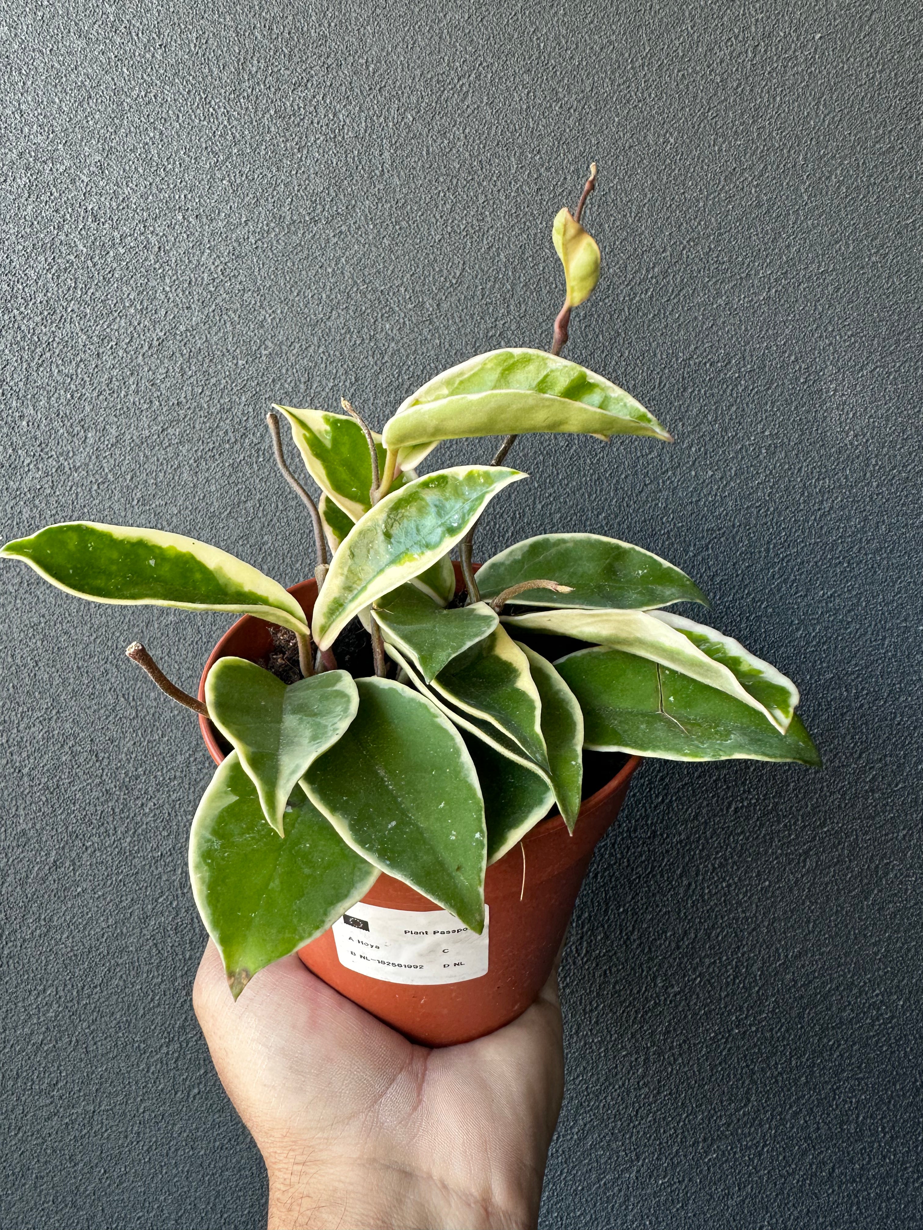 Hoya carnosa 'Tricolor'