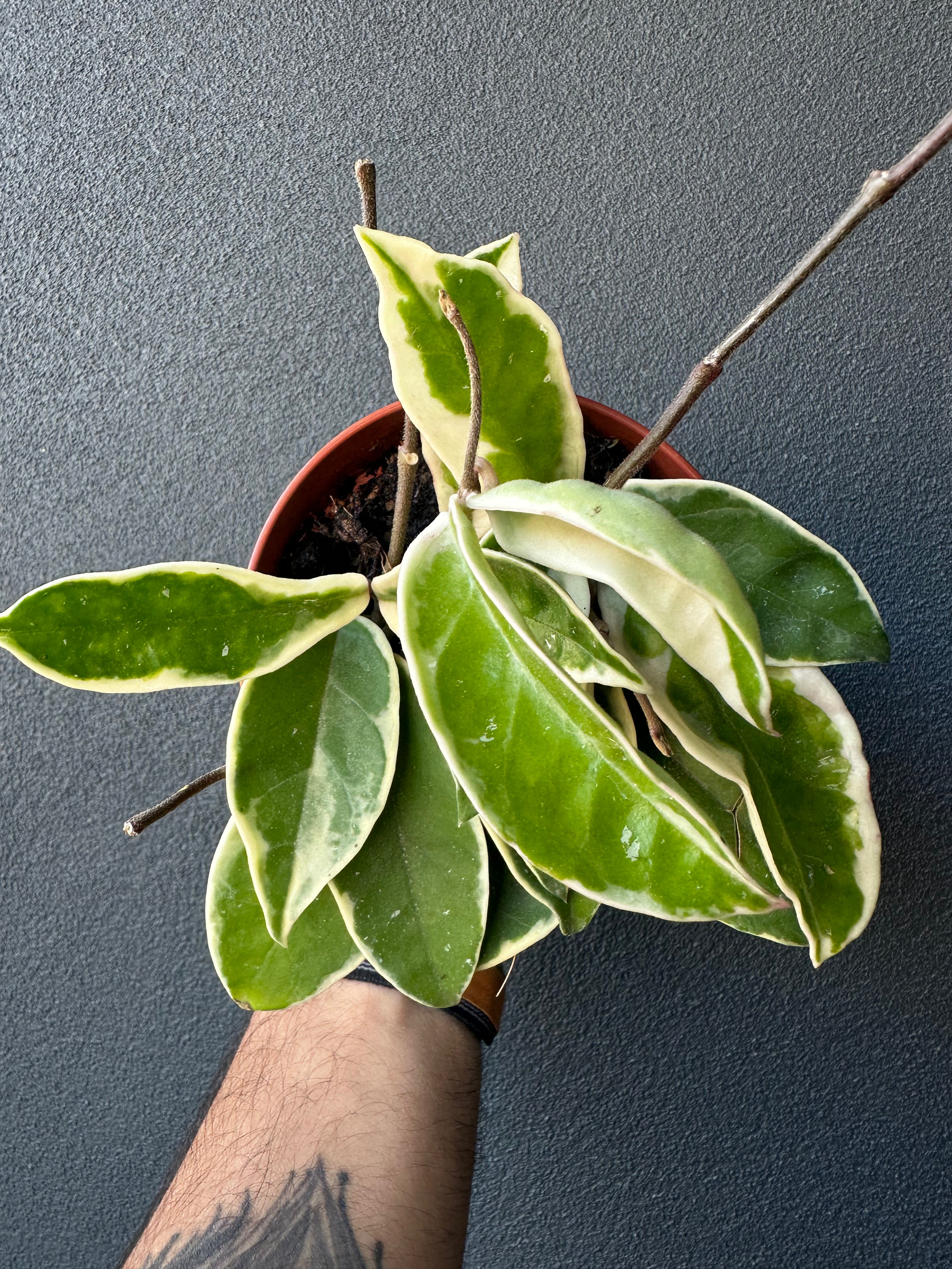 Hoya carnosa 'Tricolor'