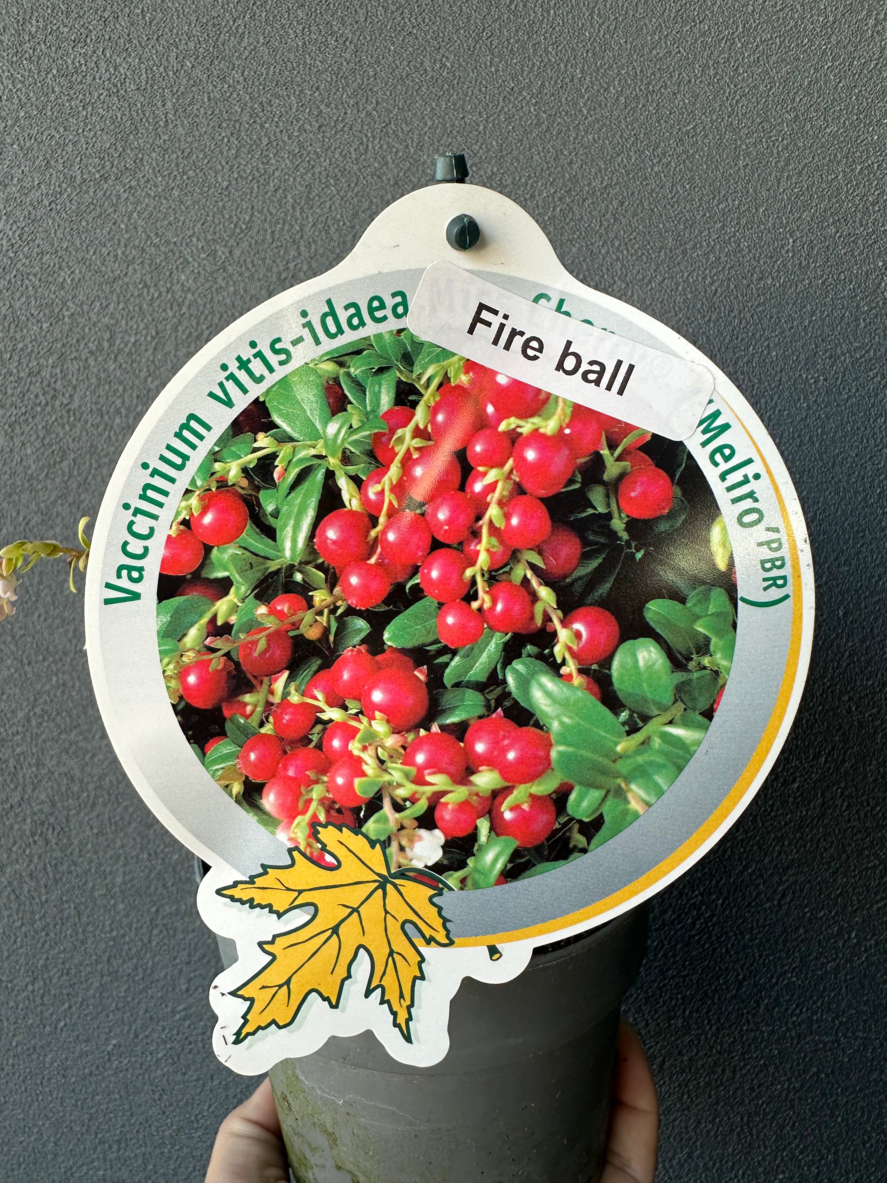 Vaccinium vitis-idaea - Fire Ball