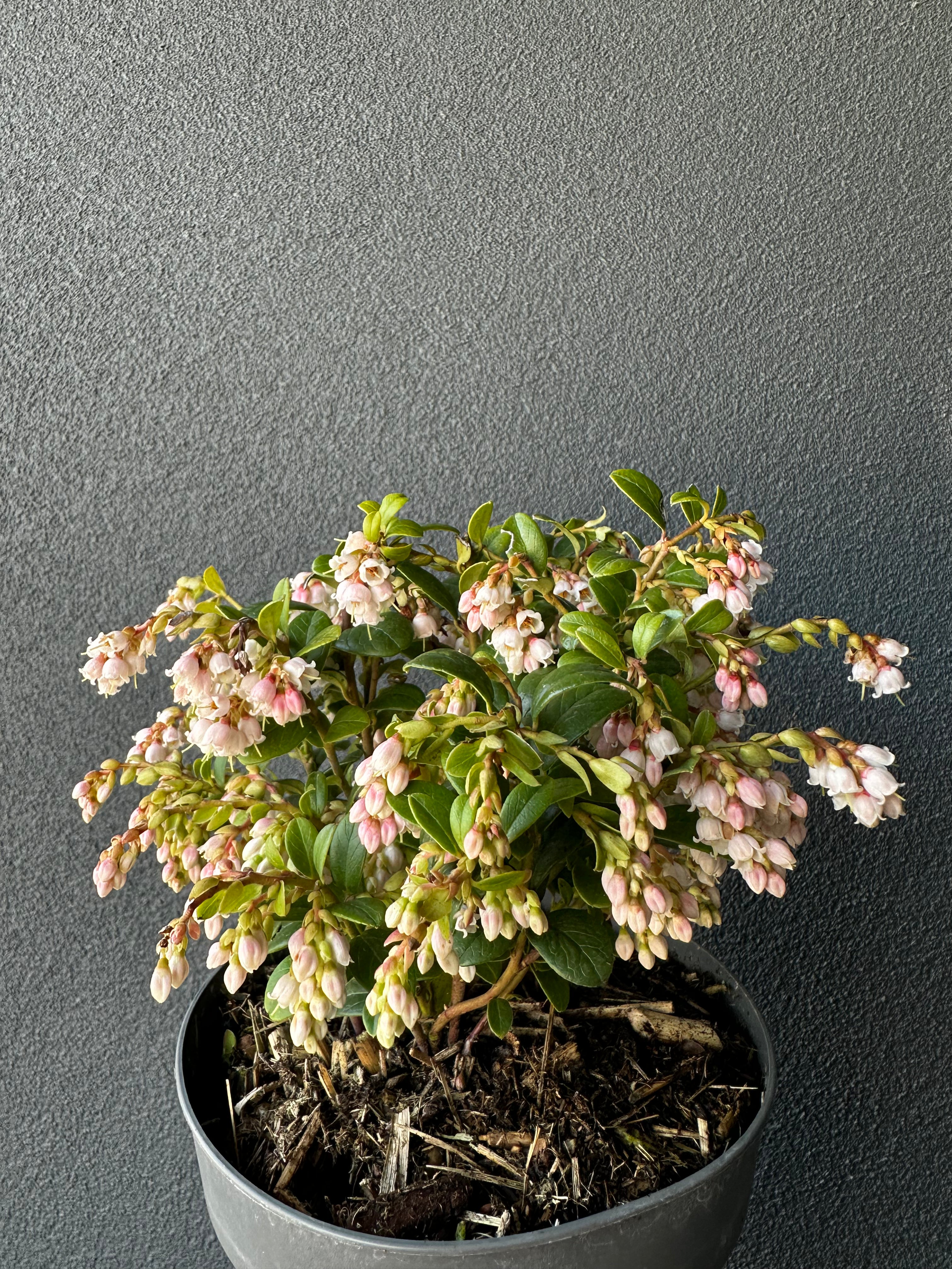 Vaccinium vitis-idaea - Fire Ball